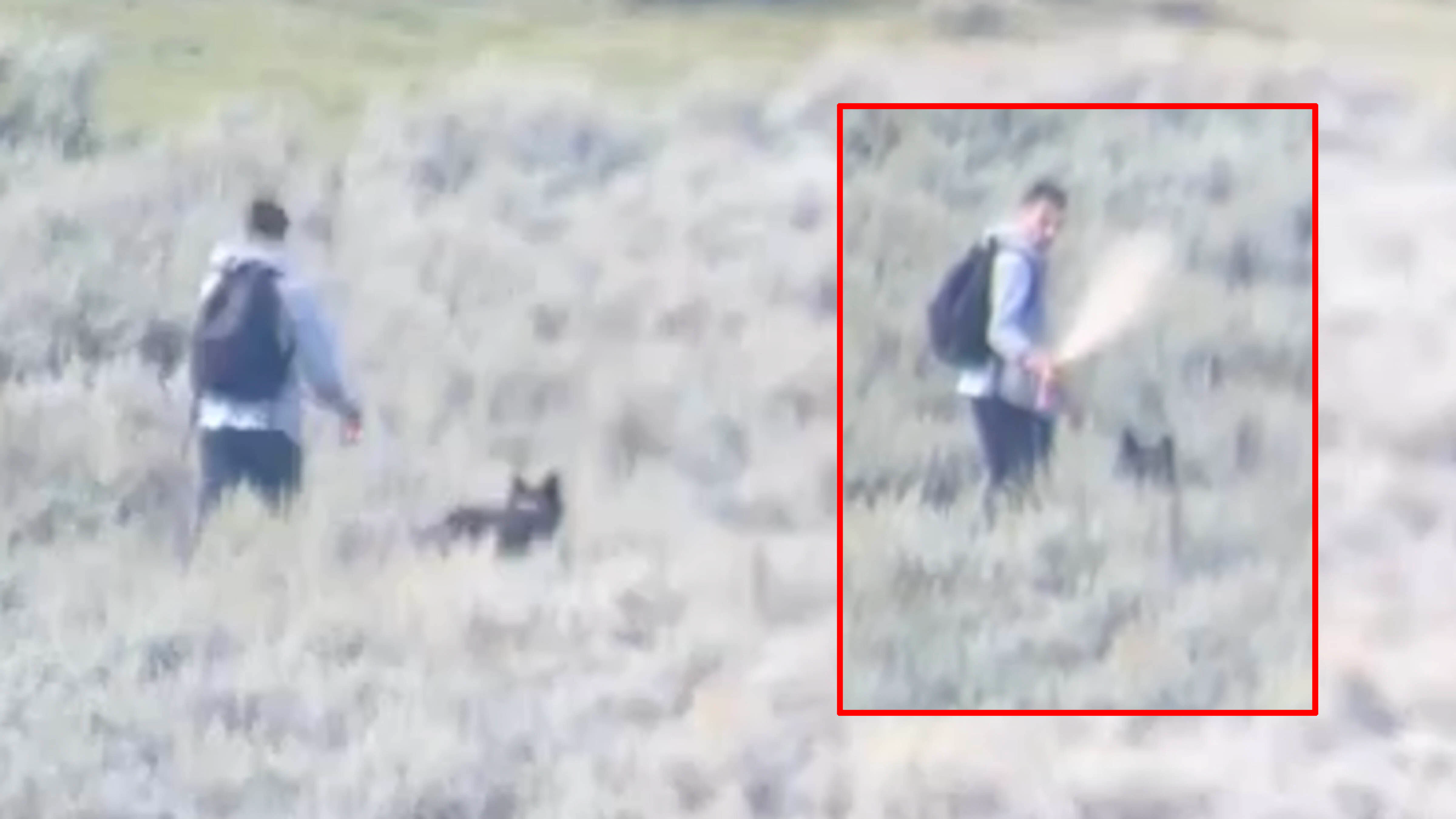 A tourist from Texas said he was spooked when a wolf kept trailing him in Yellowstone over the weekend, even after he blasted it with bear spray two times.