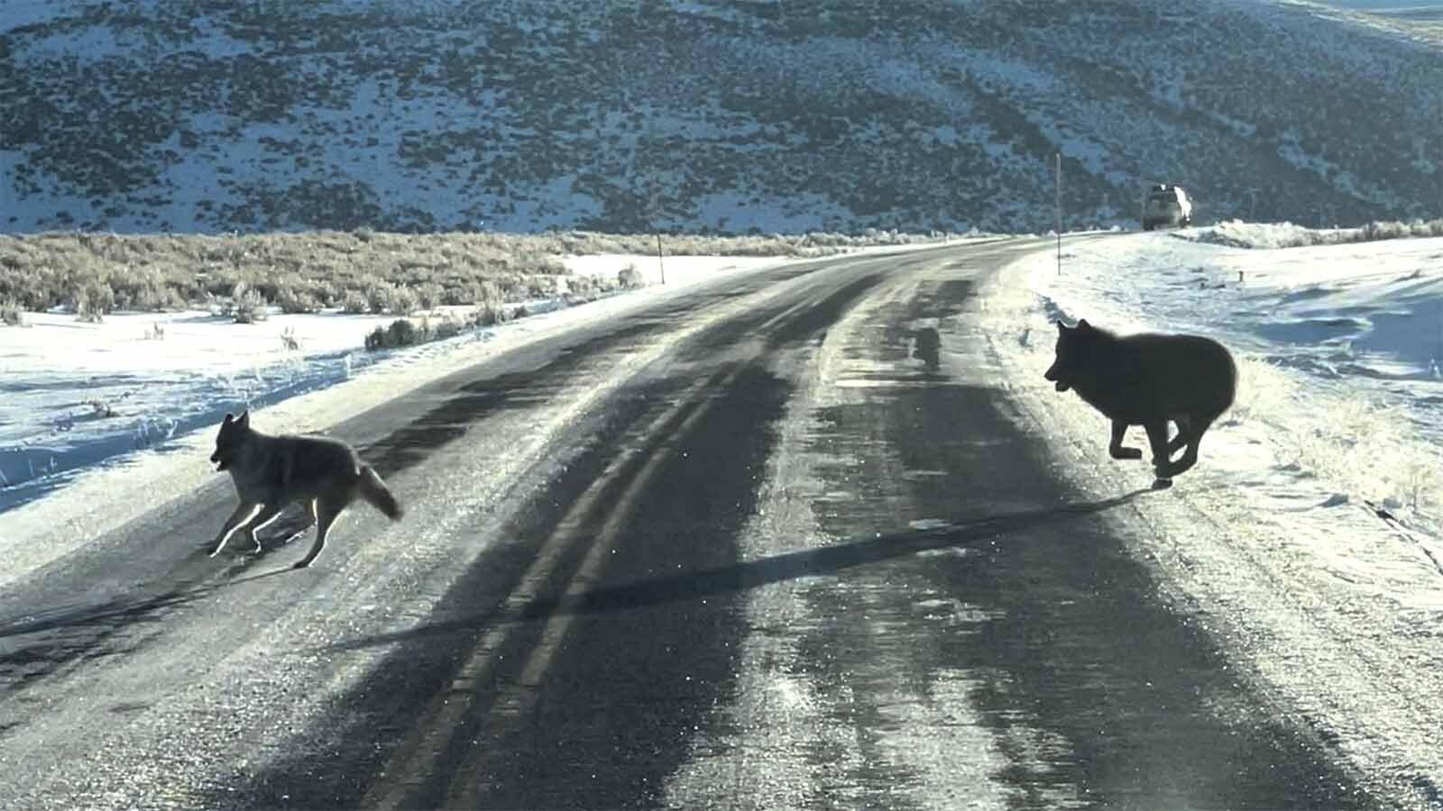 A Yellowstone coyote pushed its luck by trying to creep up to a bison carcass that a wolf pack was feasting on. One wolf chased the coyote right past a tour bus, but didn’t kill it in front of the tourists.