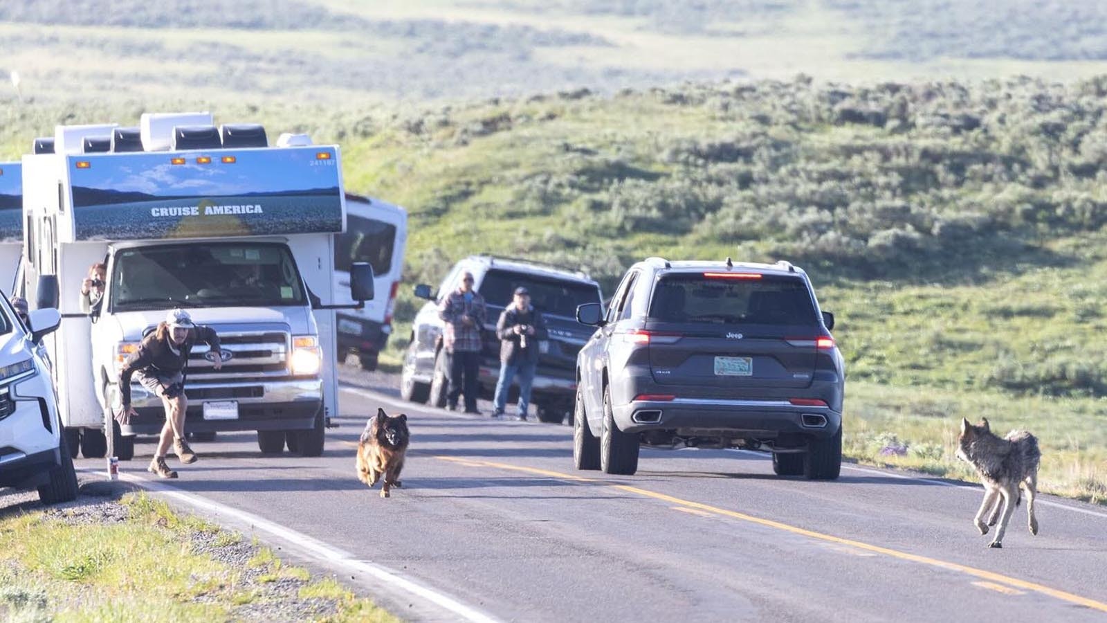 A German Shepard escaped its owner’s vehicle and chased after a juvenile wolf Friday near Canyon Village in Yellowstone National Park. The dog and wolf both emerged from the brief encounter unscathed.