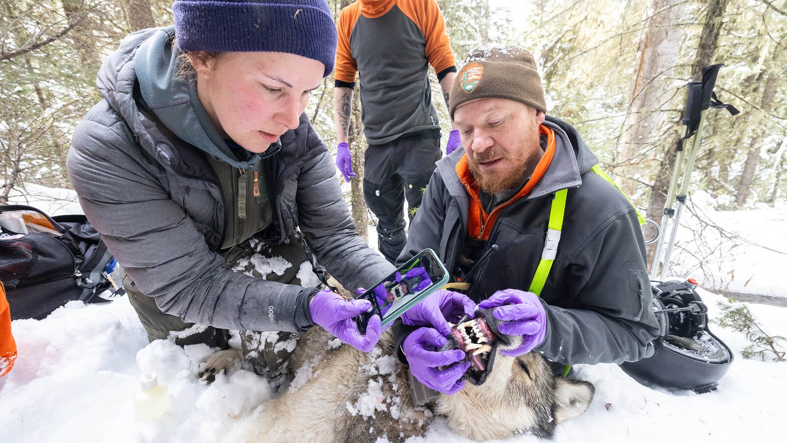 Wildlife researchers Kira Cassidy and Dan Stahler examine a Yellowstone wolf captured for study in 2024.