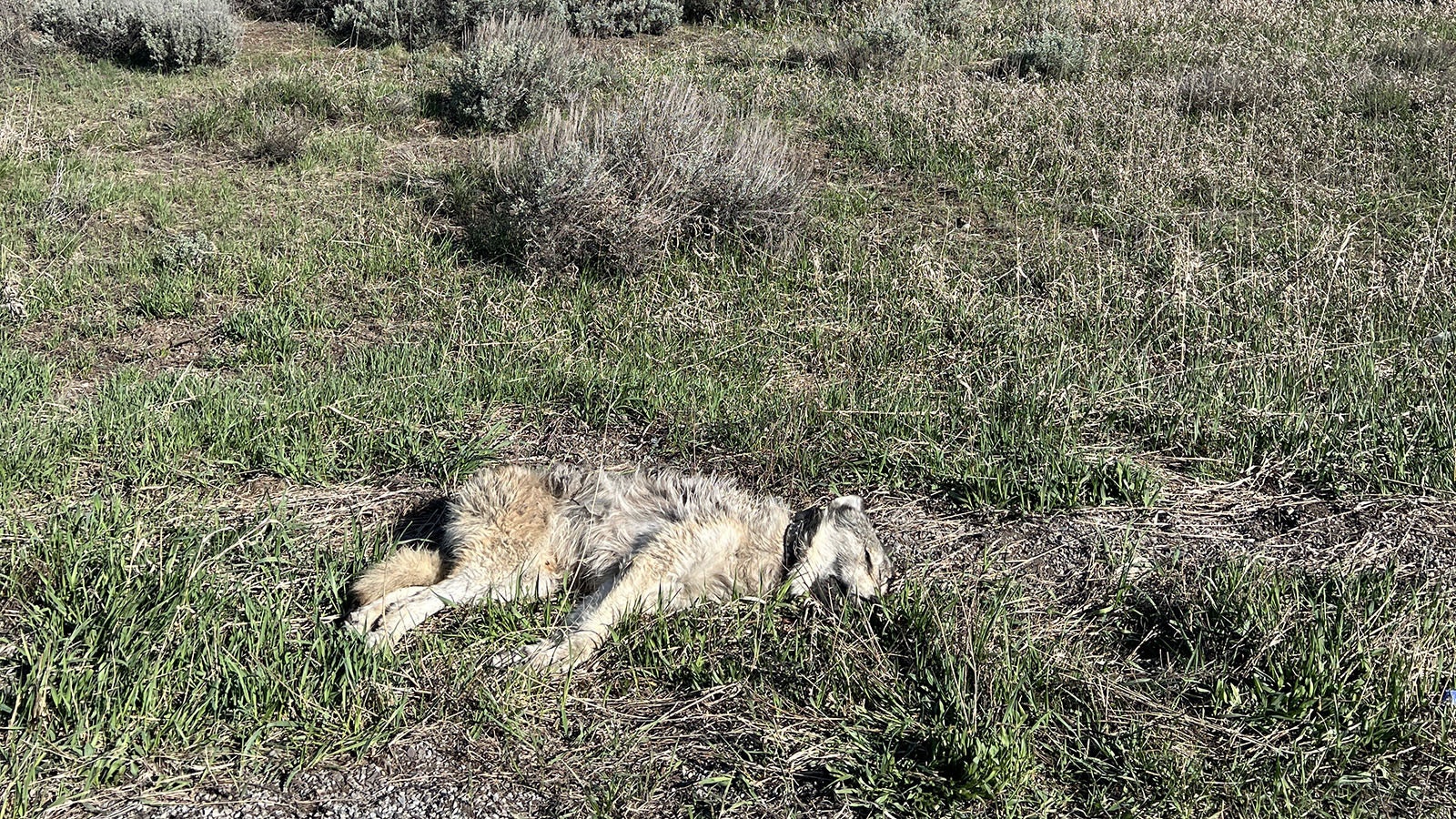 This adult make wolf was struck and killed by a vehicle on Friday in Grand Teton National Park.