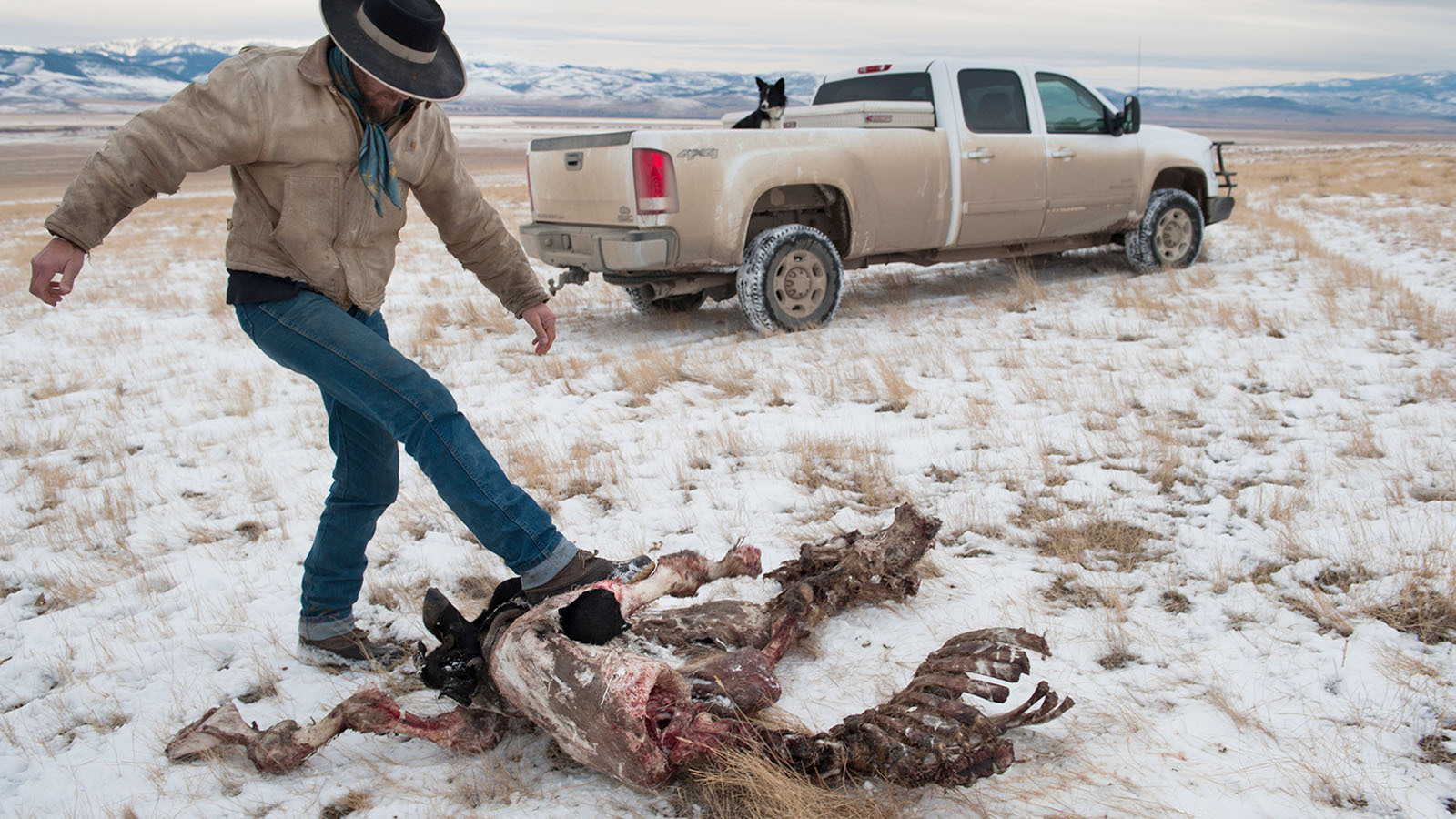 Wolf kil cattle 2 24 23