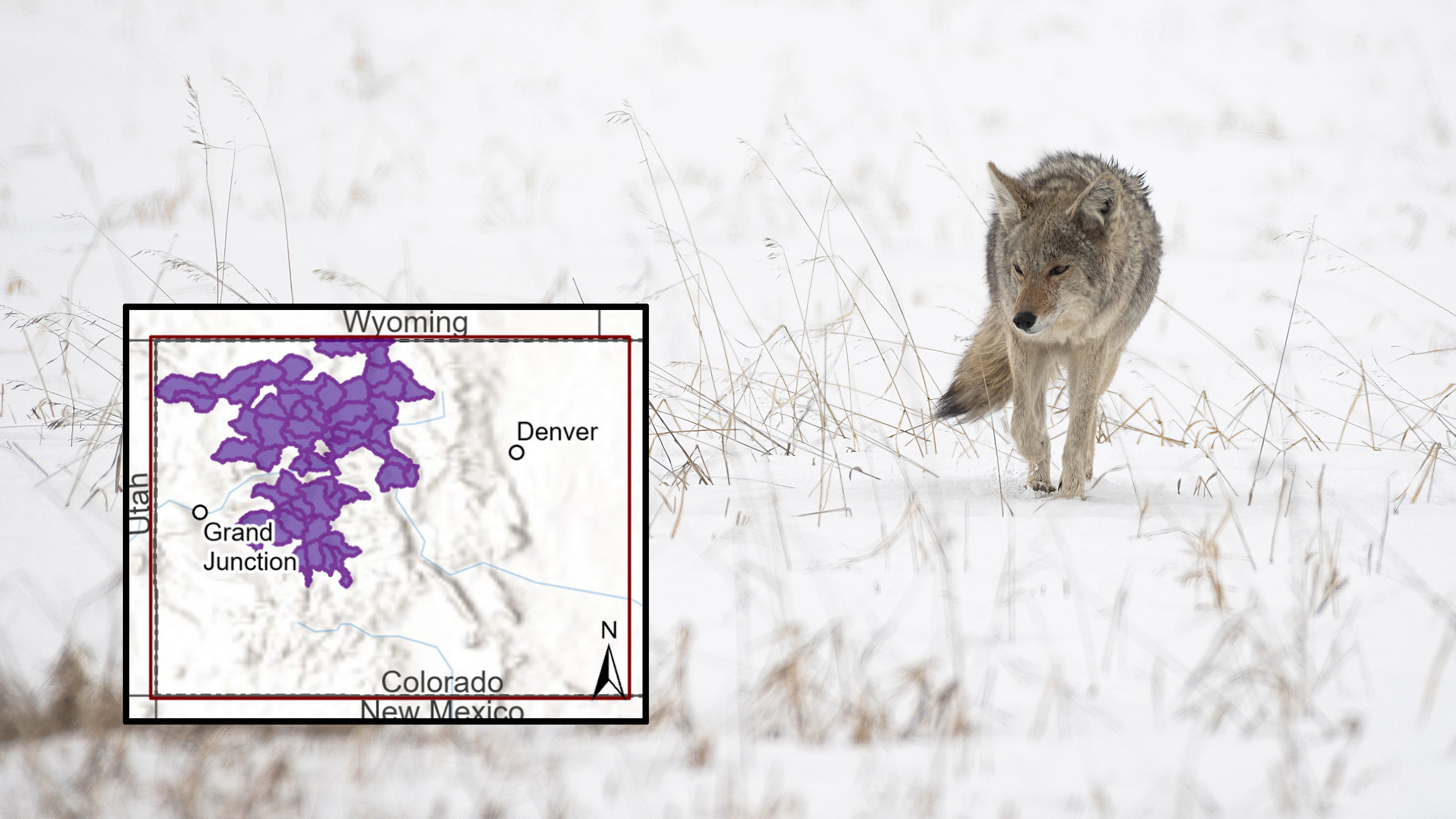 Wolf map 4 24 26