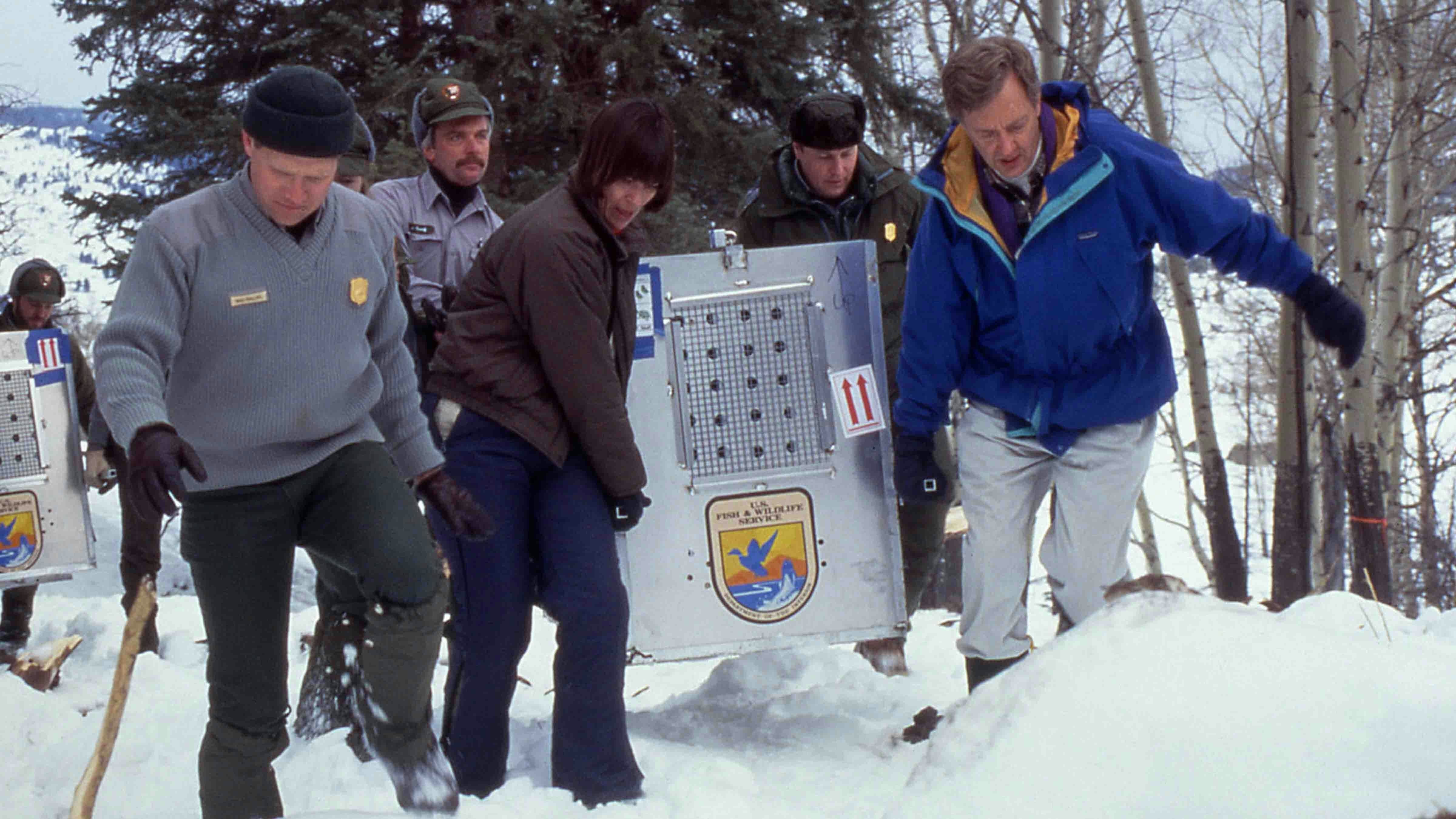 Former Interior Sec. Bruce Babbitt (far right) helping to carry the first wolf to arrive in Yellowstone on Jan 12, 1995