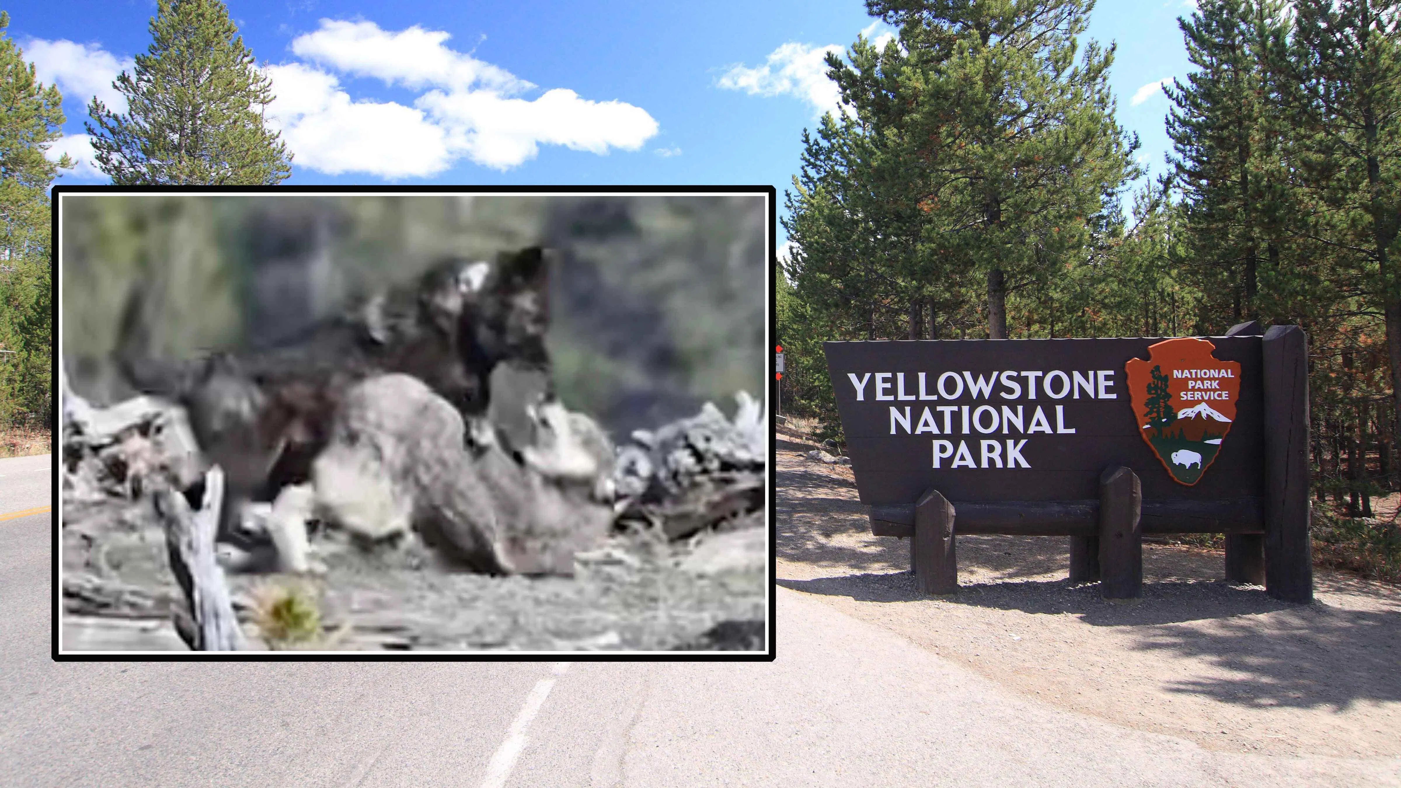 Yellowstone visitor Willow Holm recently captured video of a member of the Wapiti wolf pack harshly correcting one of its packmates on the west side of the park.