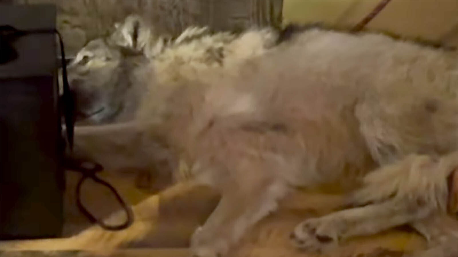 A grand jury is being convened for Cody Roberts, the Daniel, Wyoming, man who ran down a wolf, taped its mouth shut and showed it off before killing it in 2024, according to a Wyofile report. Convening a grand jury is rare in Wyoming, but not unheard of.