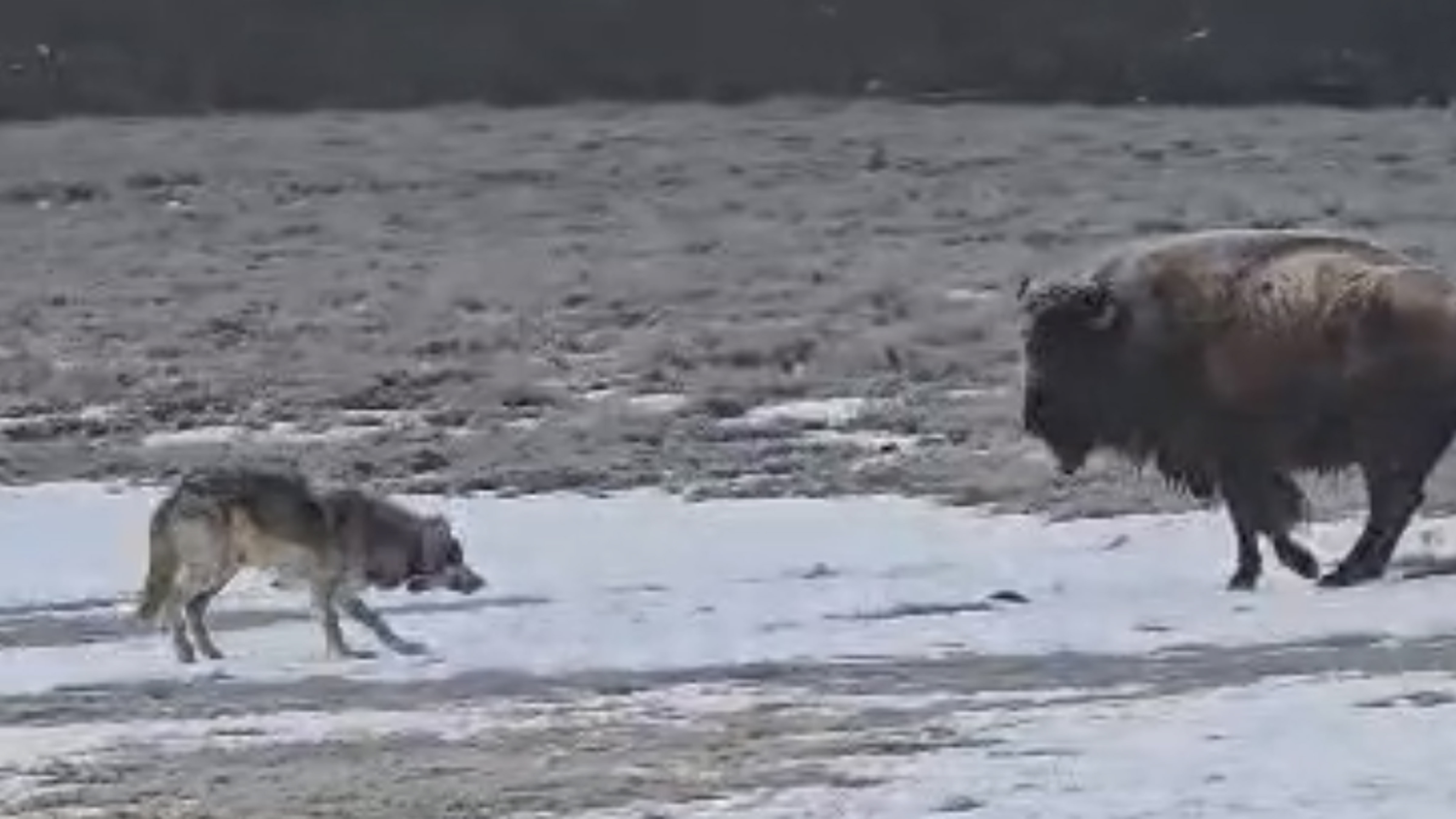 A wolf from Yellowstone National Park’s Wapiti pack tests its luck with a bison on Sunday.