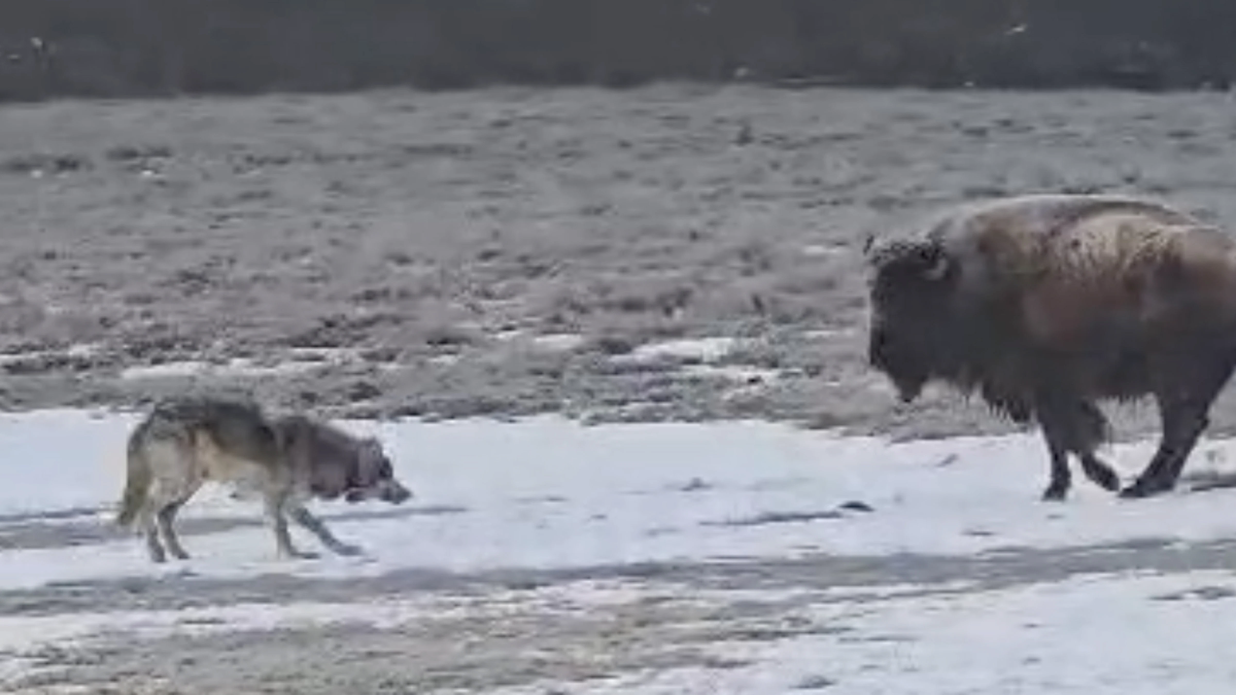 A wolf from Yellowstone National Park’s Wapiti pack tests its luck with a bison on Sunday.