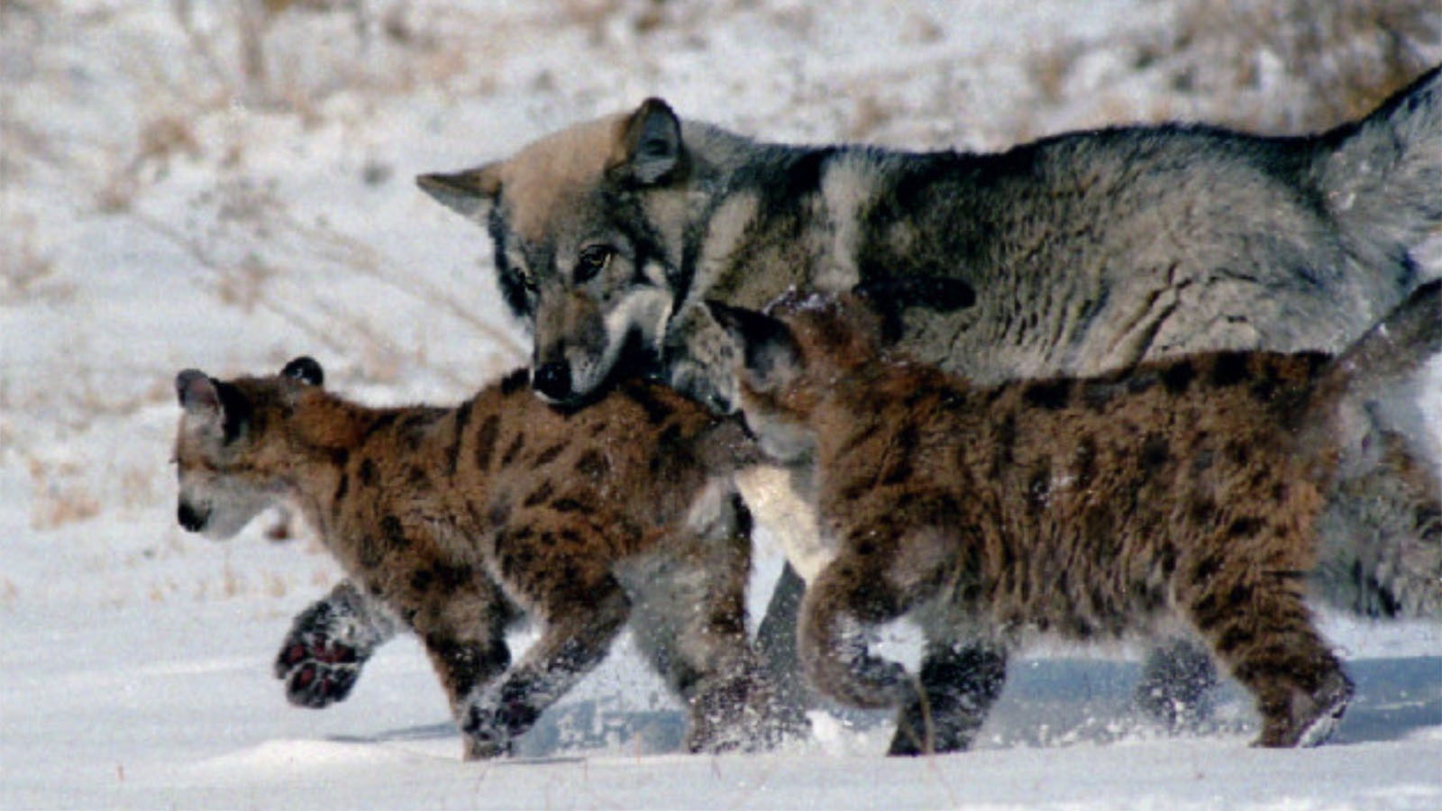 Wolf with mountain lion cubs 7 11 23