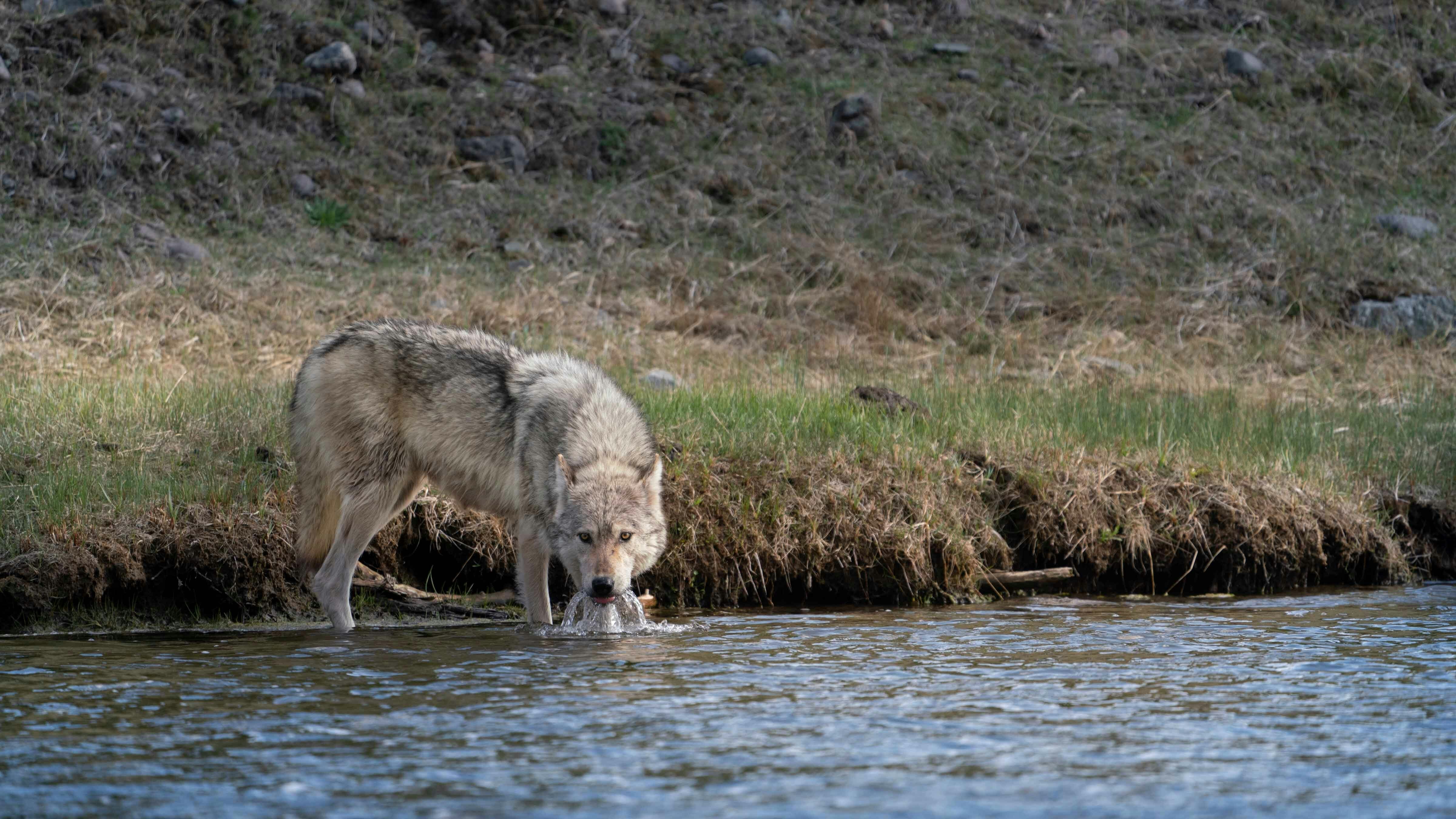 File photo: Wolf in Yellowstone