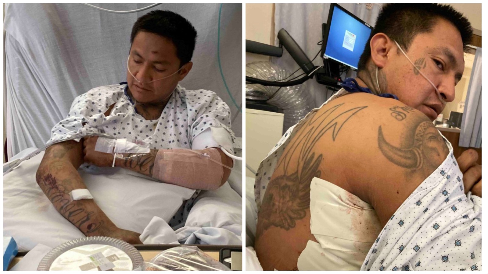 Wolfe Jon Taylor Willow