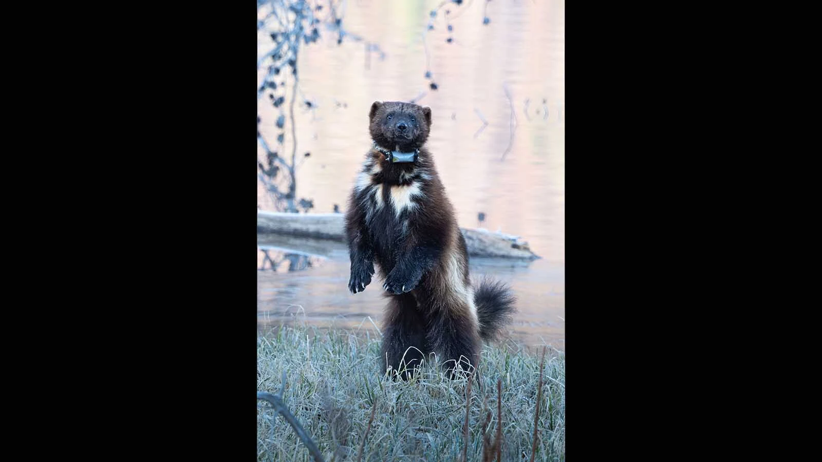 This wolverine was spotted earlier this month near the Lower Green River Lakeside Trail in the Wind River Mountains.