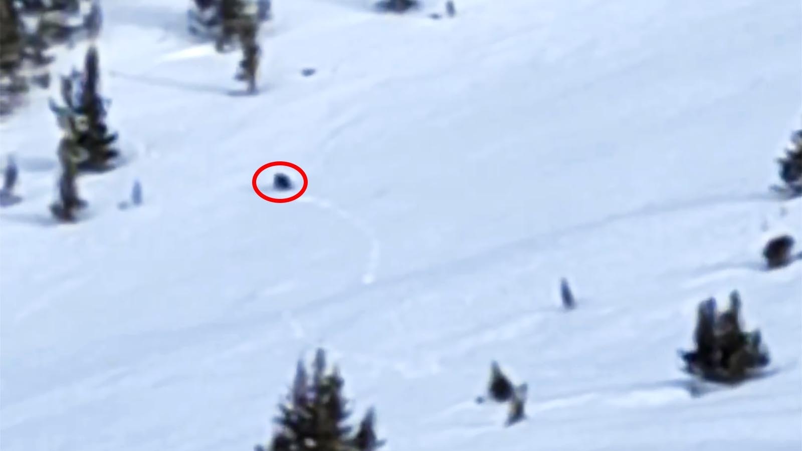 Backcountry skier Nick Gaddy captured a Wyoming wolverine tearing across the snow Monday while exploring near the Montana state line.