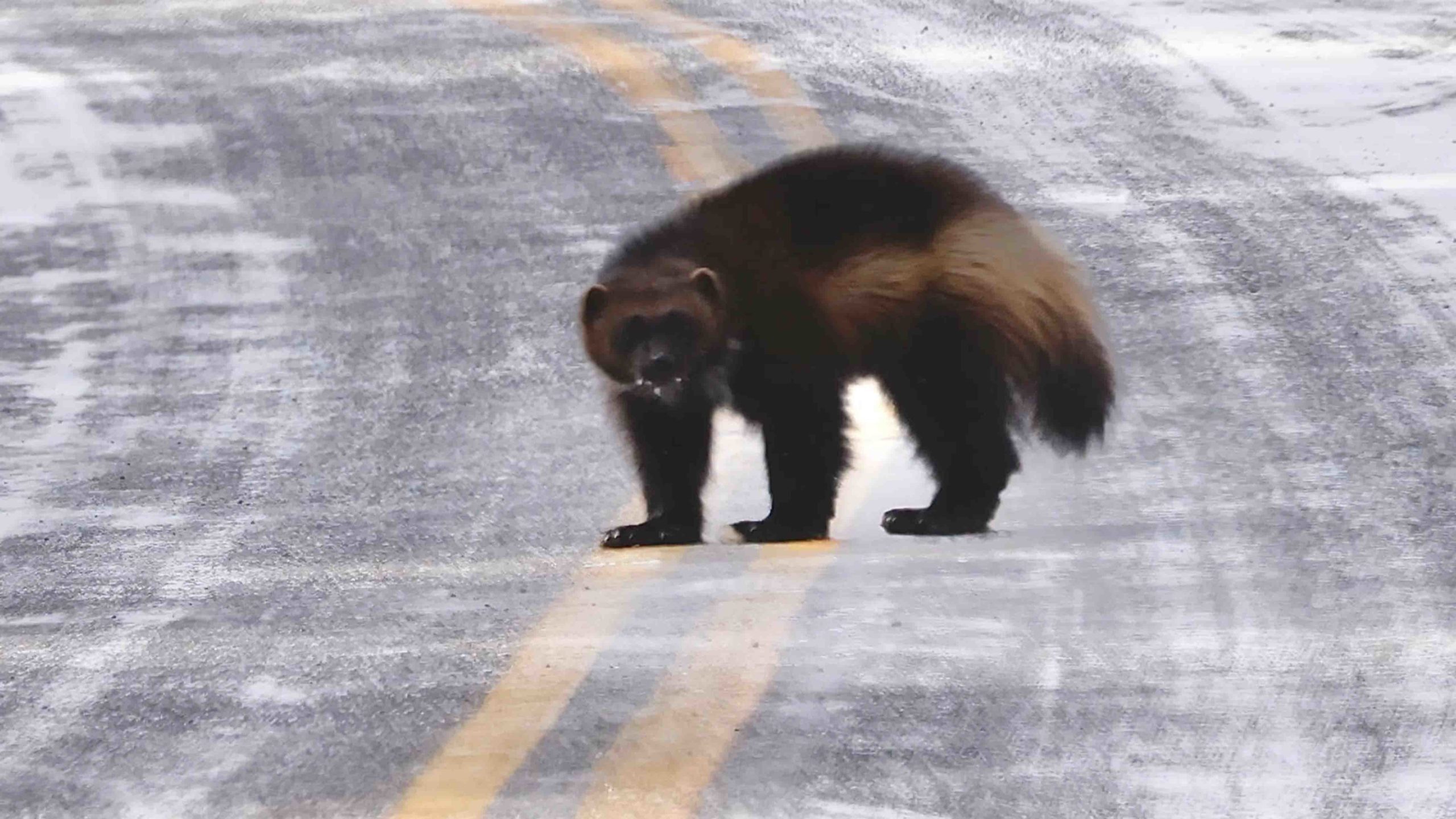 Wolverine closeup 3 7 22 scaled