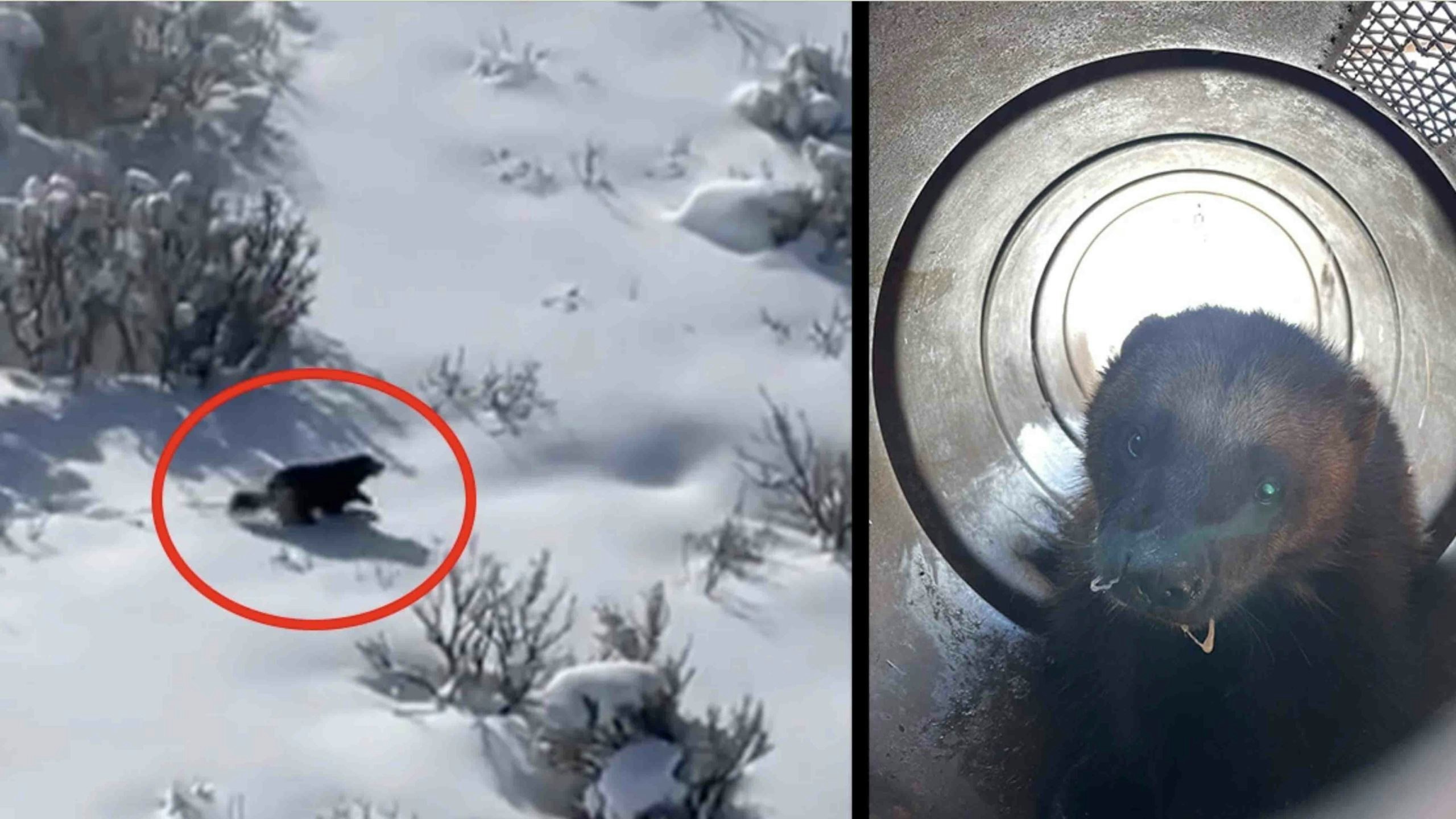 Wolverine utah 3 29 22 scaled