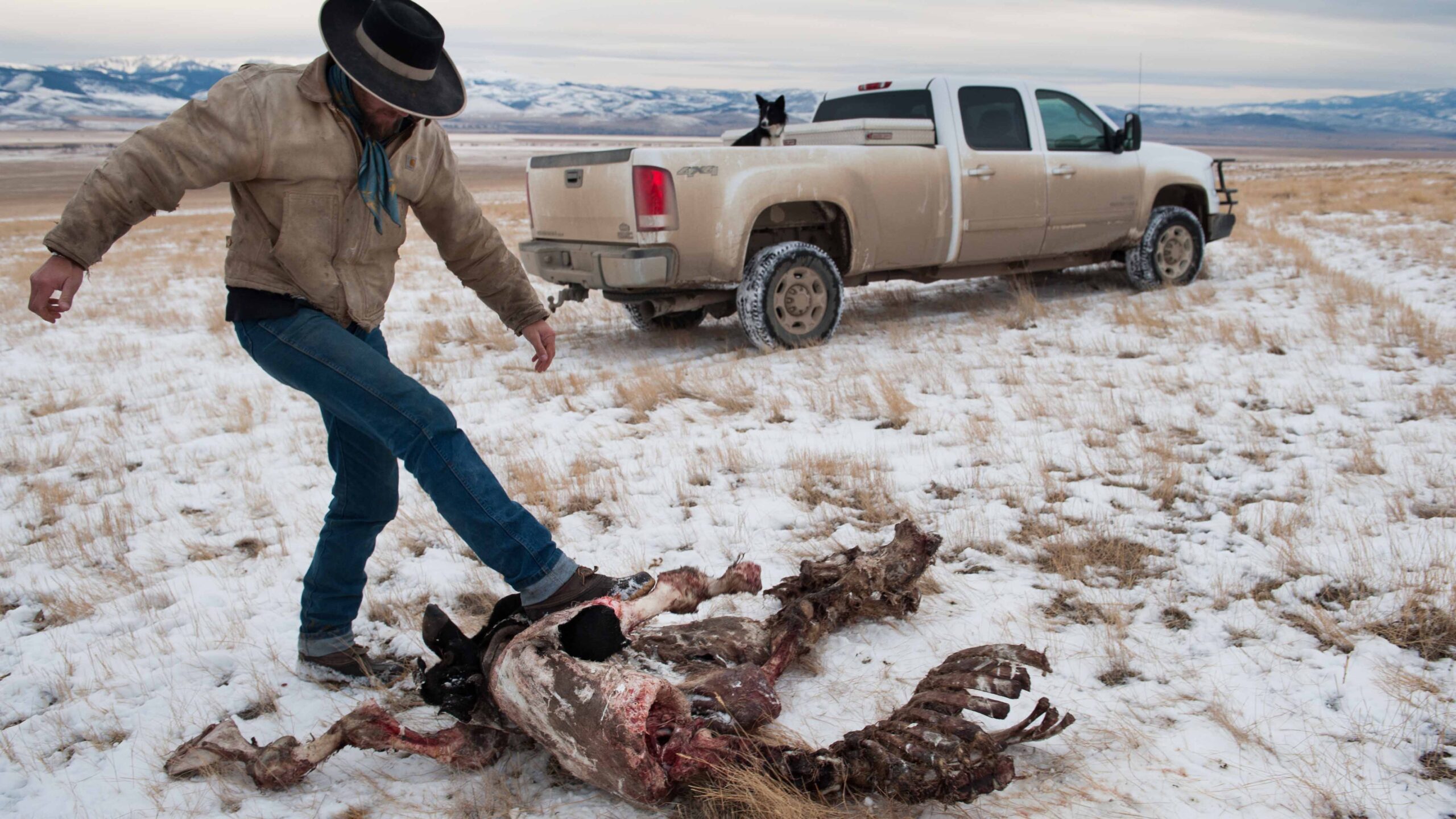 Wolves cattle 3 29 23 scaled