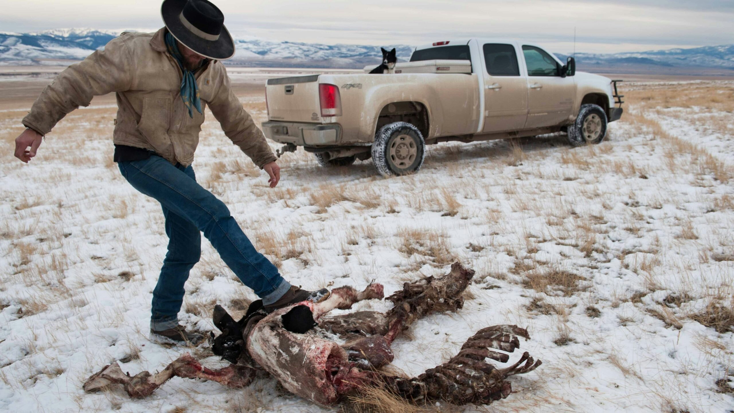 Wolves cattle 3 29 23 scaled