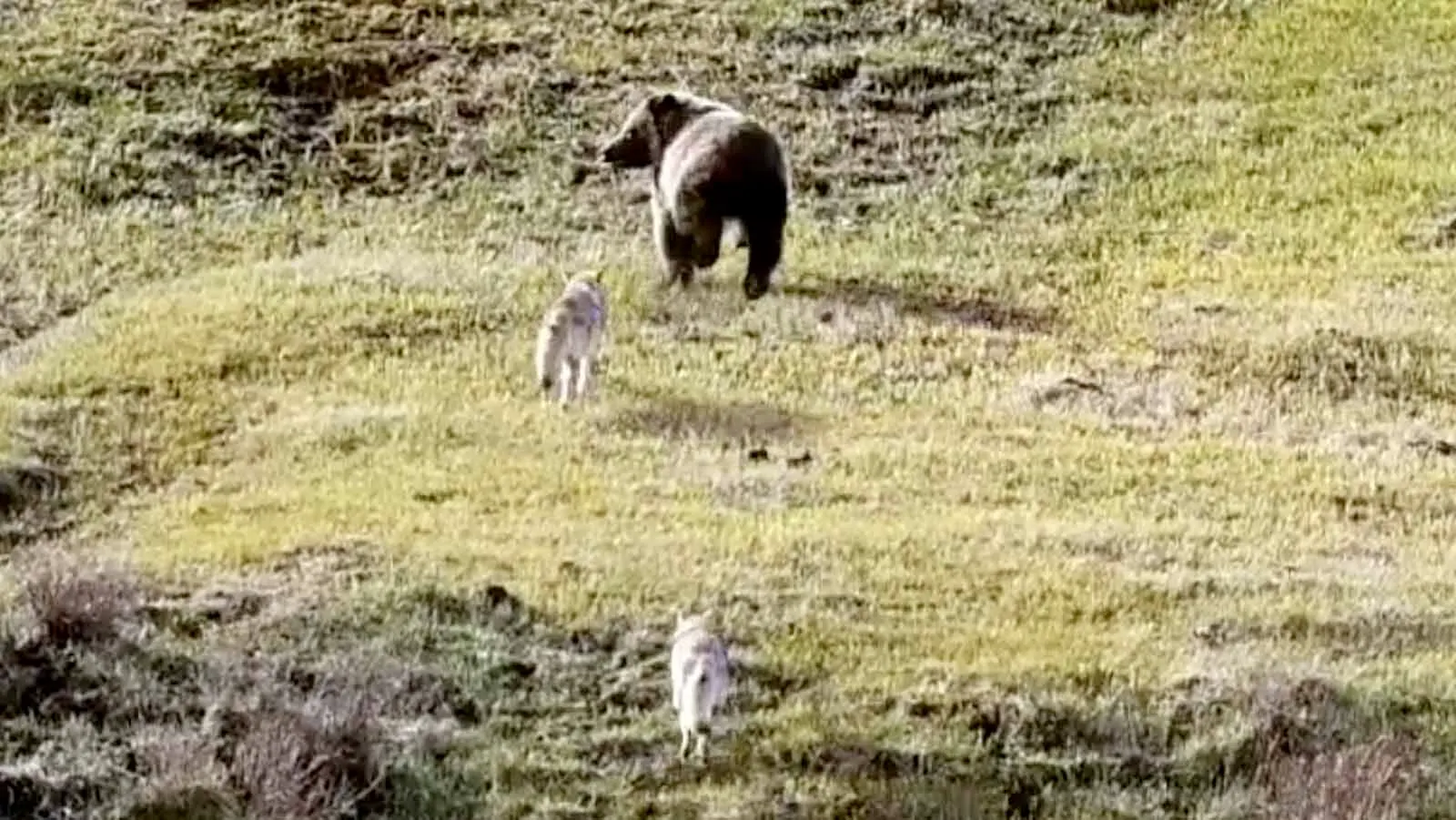 A pair of coyotes ran off a young grizzly bear after it apparently got too close to the coyotes’ den with pups in it in Yellowstone National Park.