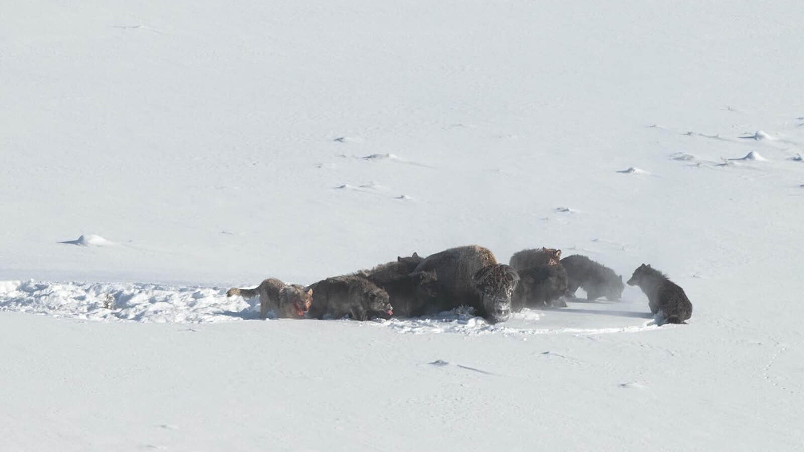 Jeff Vanuga of Dubois, Wyoming, captured a remarkable sequence of a wolf pack taking down and devouring a bison, then the bison's herd getting upset and charging people on a nearby road.