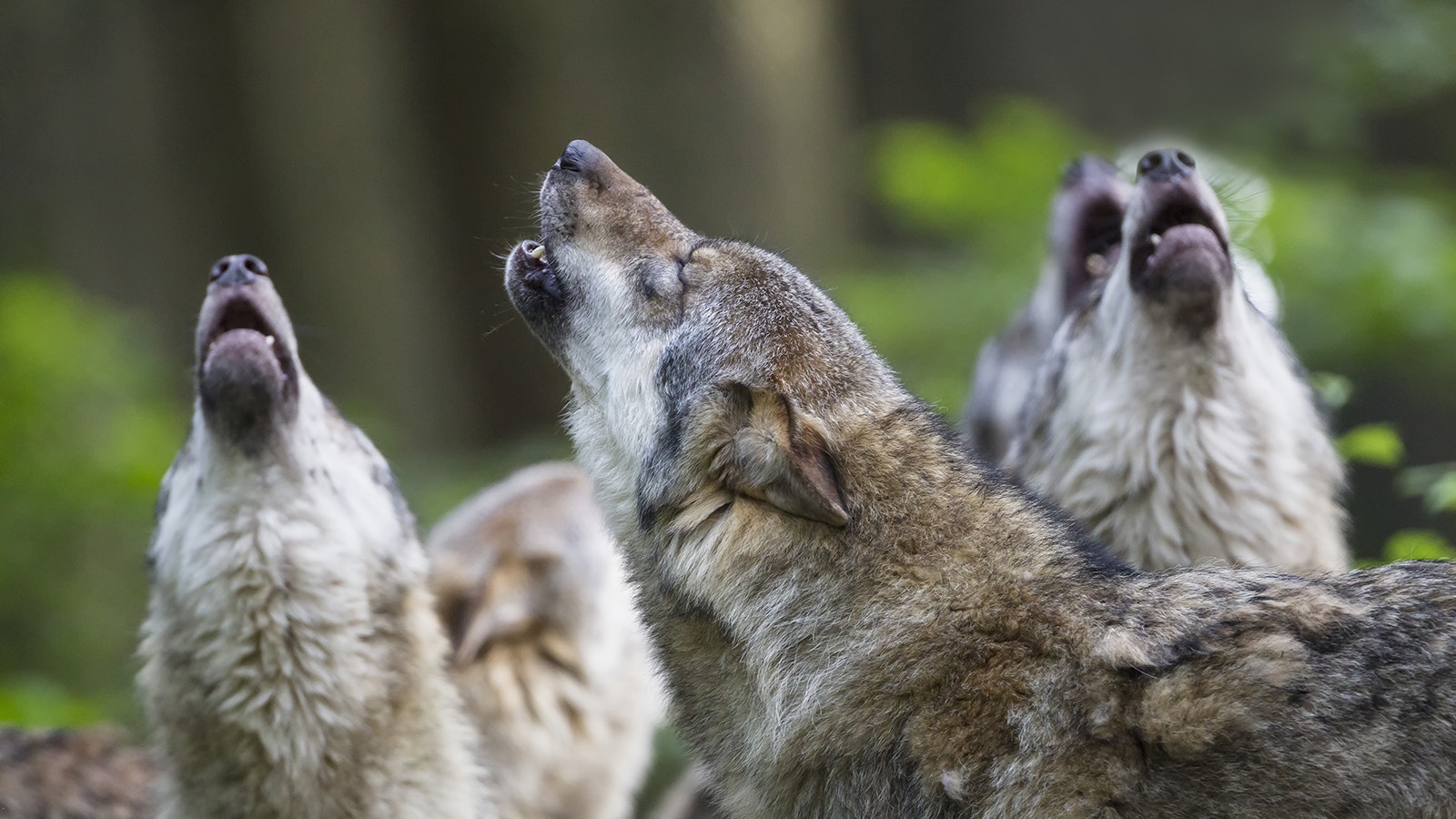 Wolves howling 5 5 23