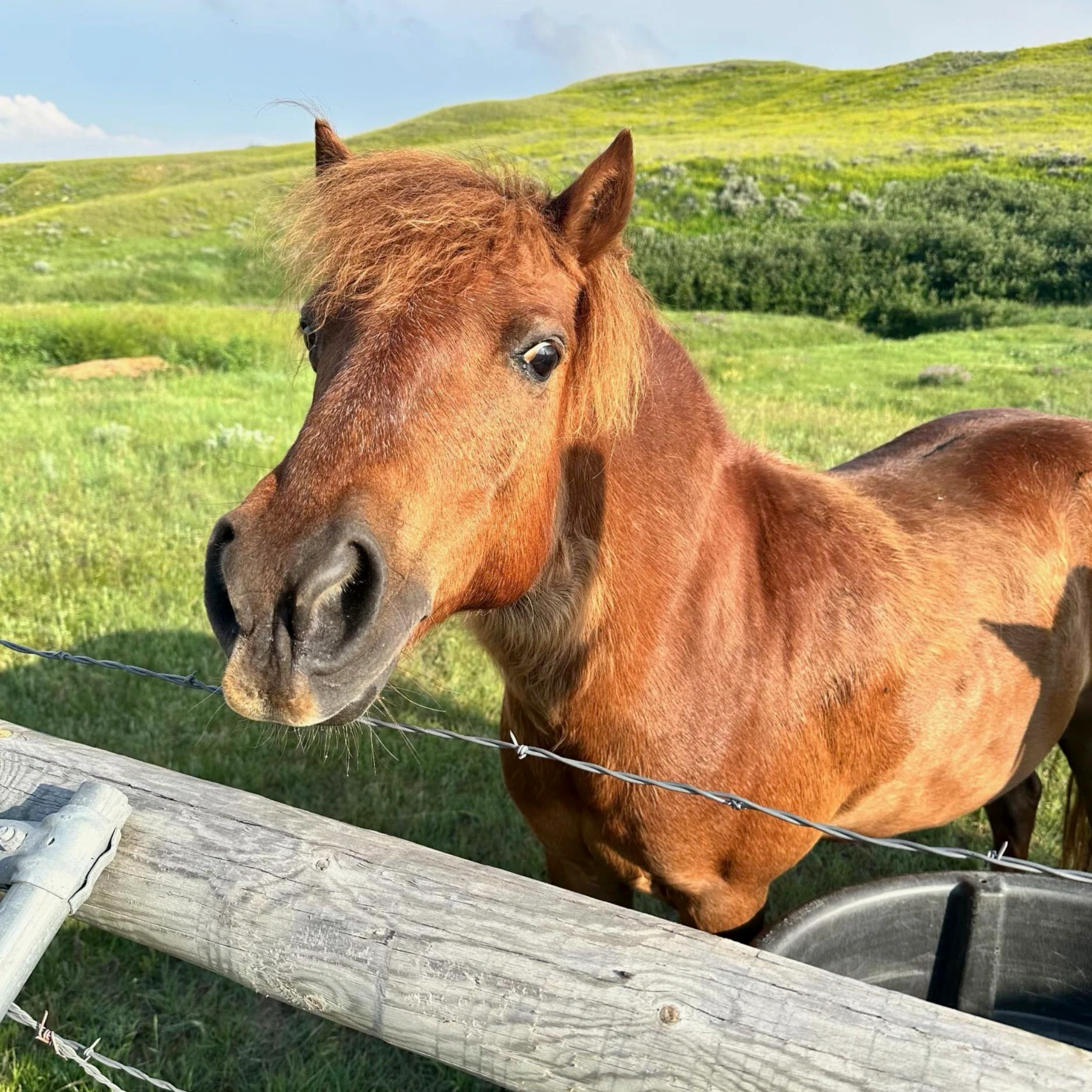 Woodrow, a rescue pony owned by Dana Miller, is pictured before an attack in Gillette that ultimately claimed his life.