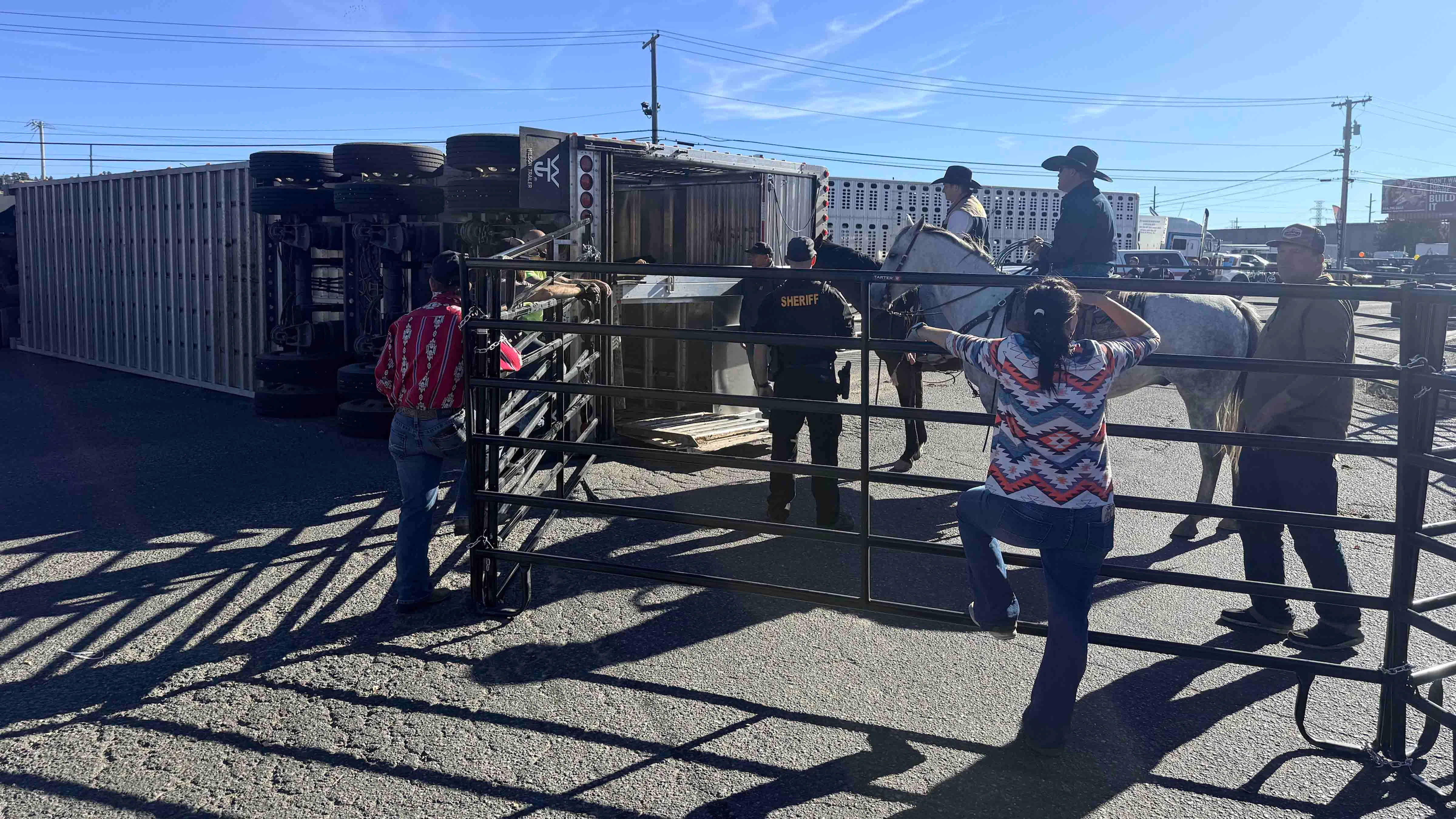 Crews set up a portable corral around an overturned cattle trailer at First Avenue North and Main Street in Billings on Friday.