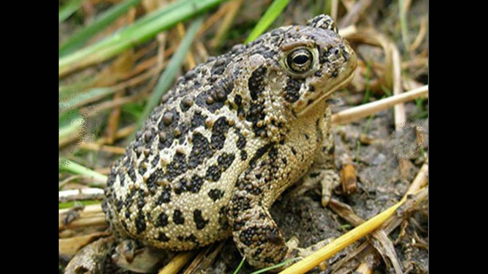Wyo toad 2