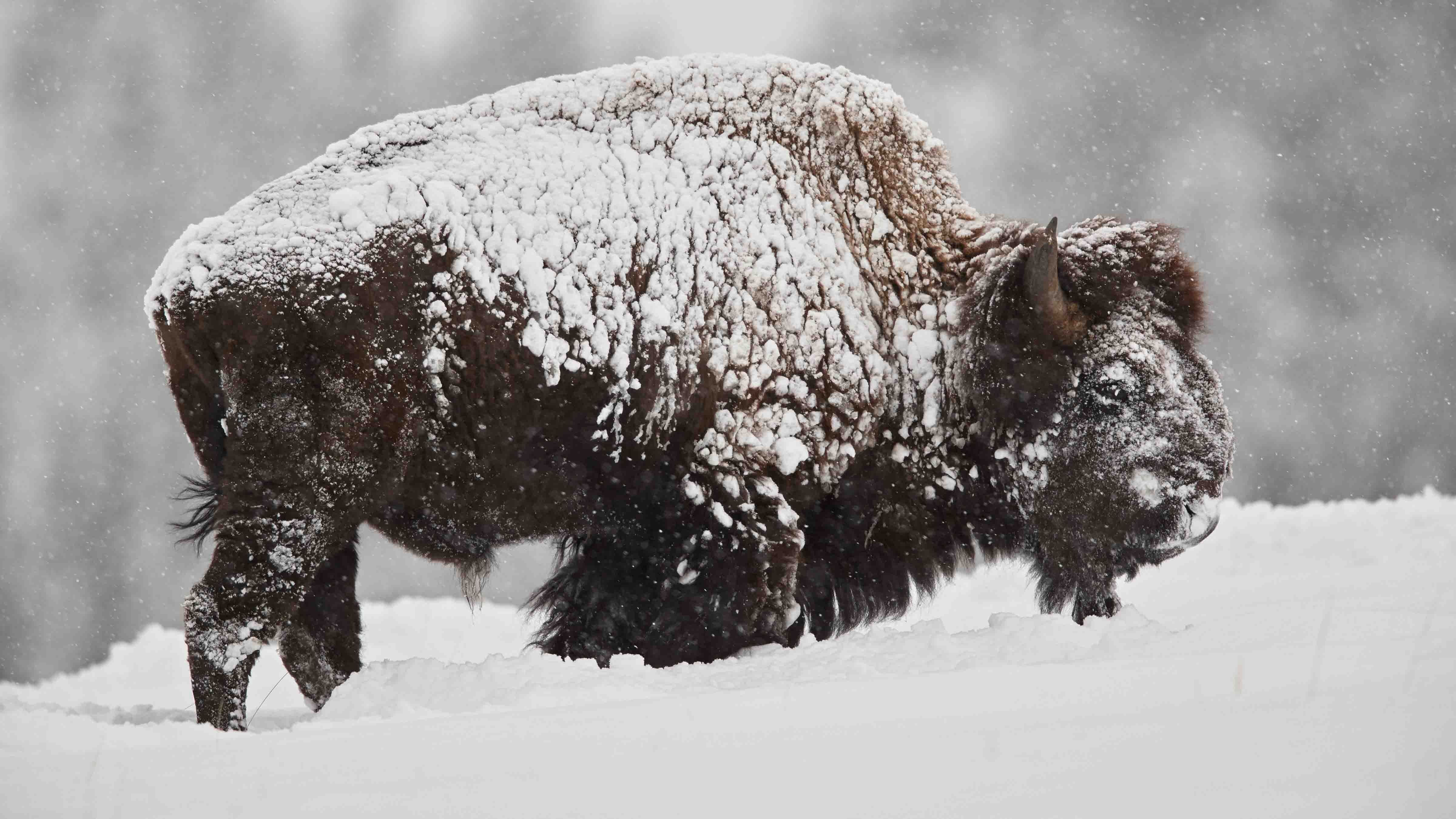 Wyoming bison in winter
