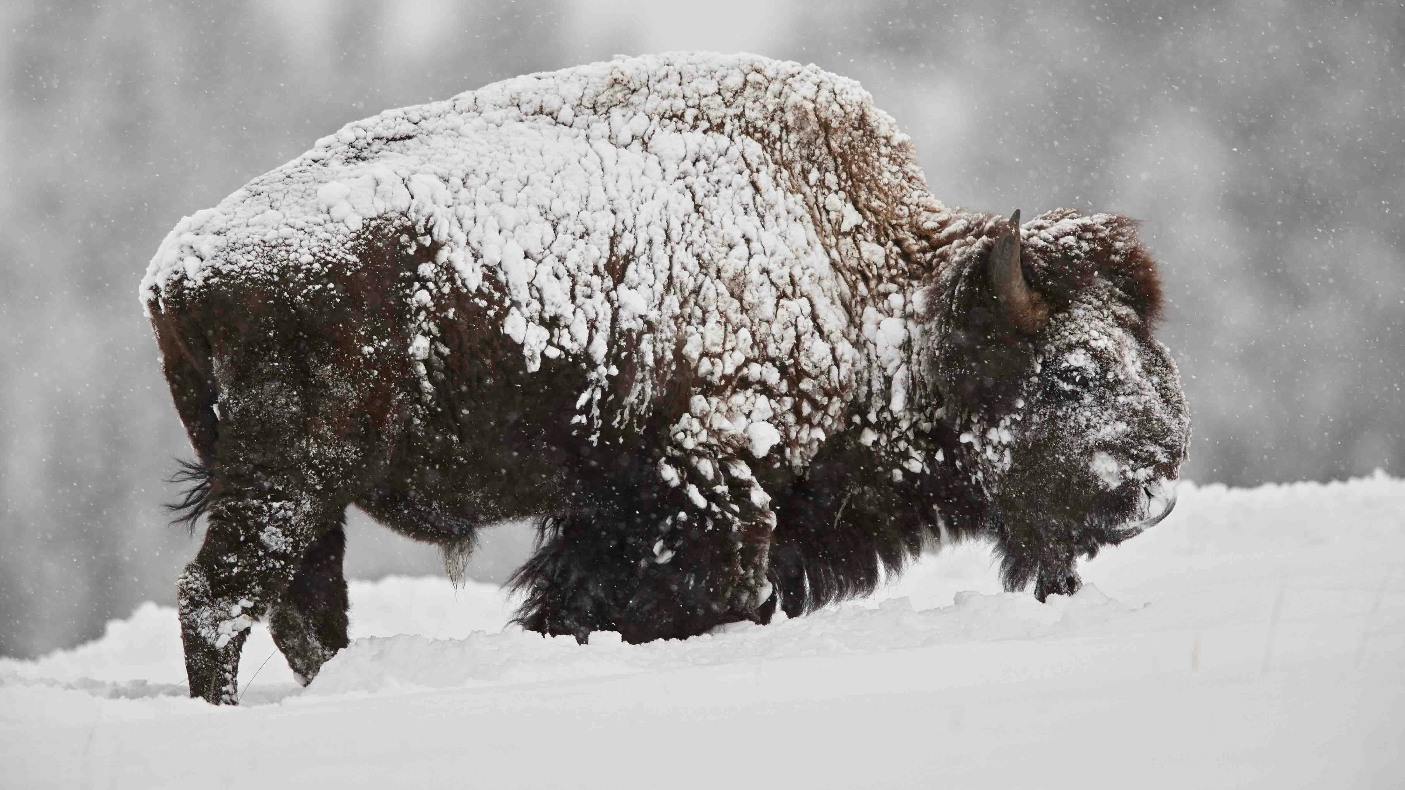 Wyoming bison in winter