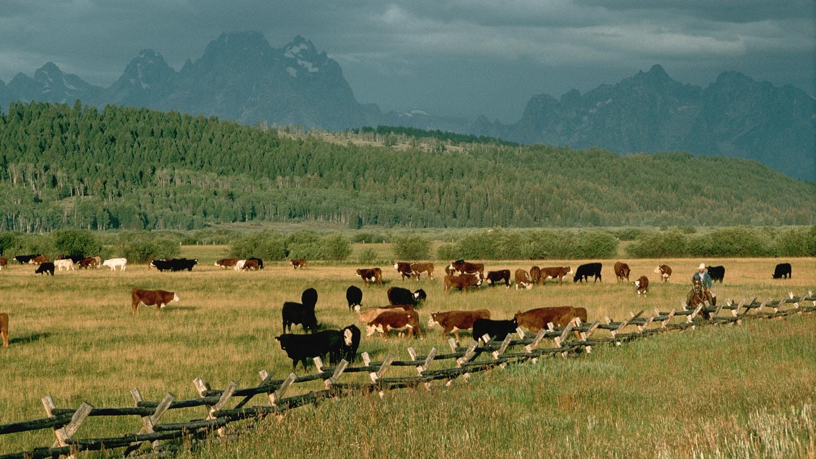 Wyoming cattle 9 4 24