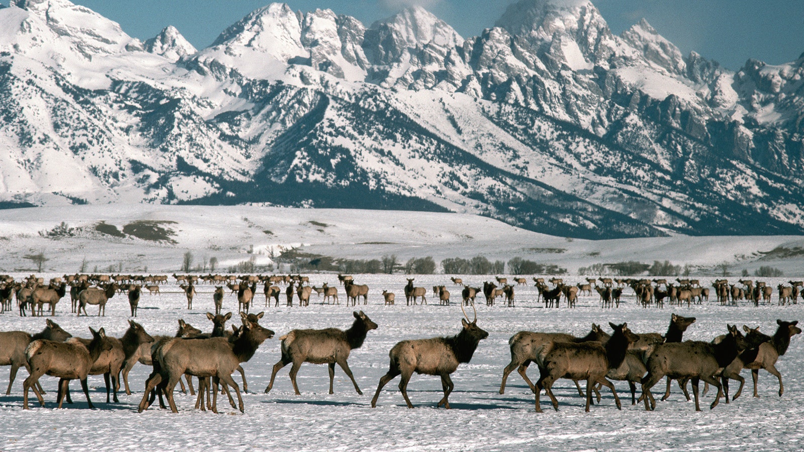 Wyoming elk