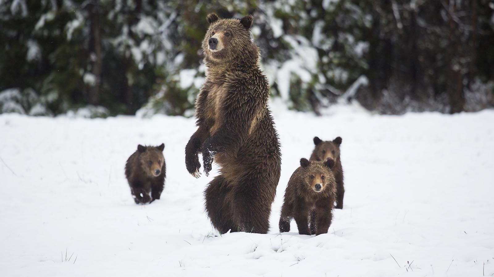 Wyoming grizzlies 3 29 23