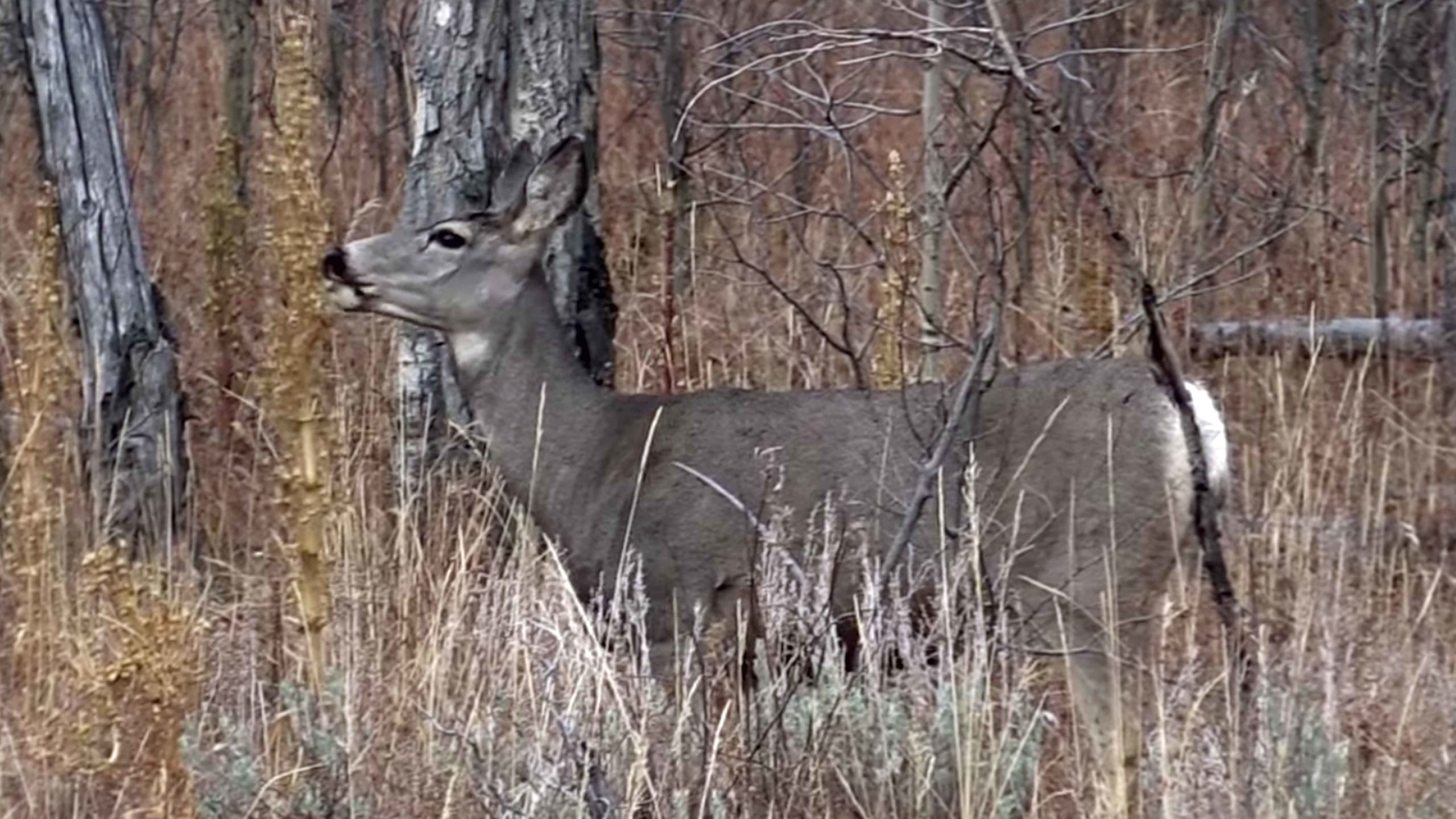Wyoming mule deer scaled