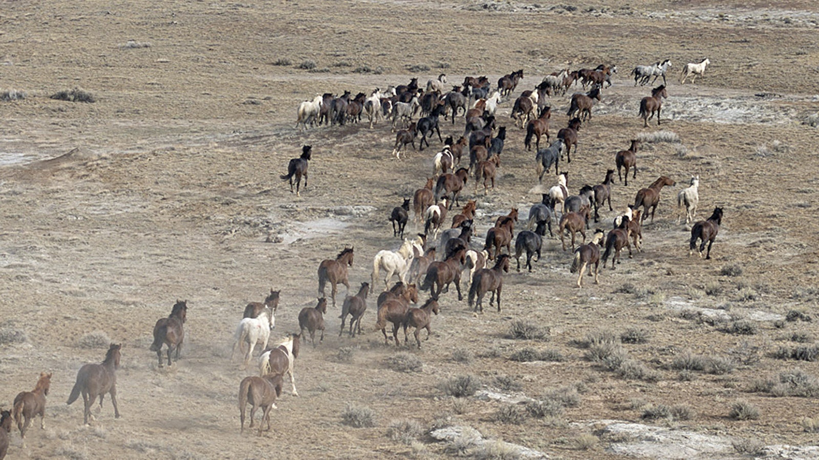 A herd of wild mustangs in Wyoming in this file photo.