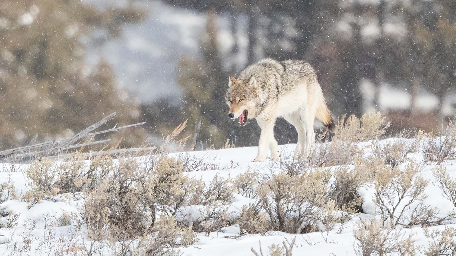 Wyoming wolf 2 26 24