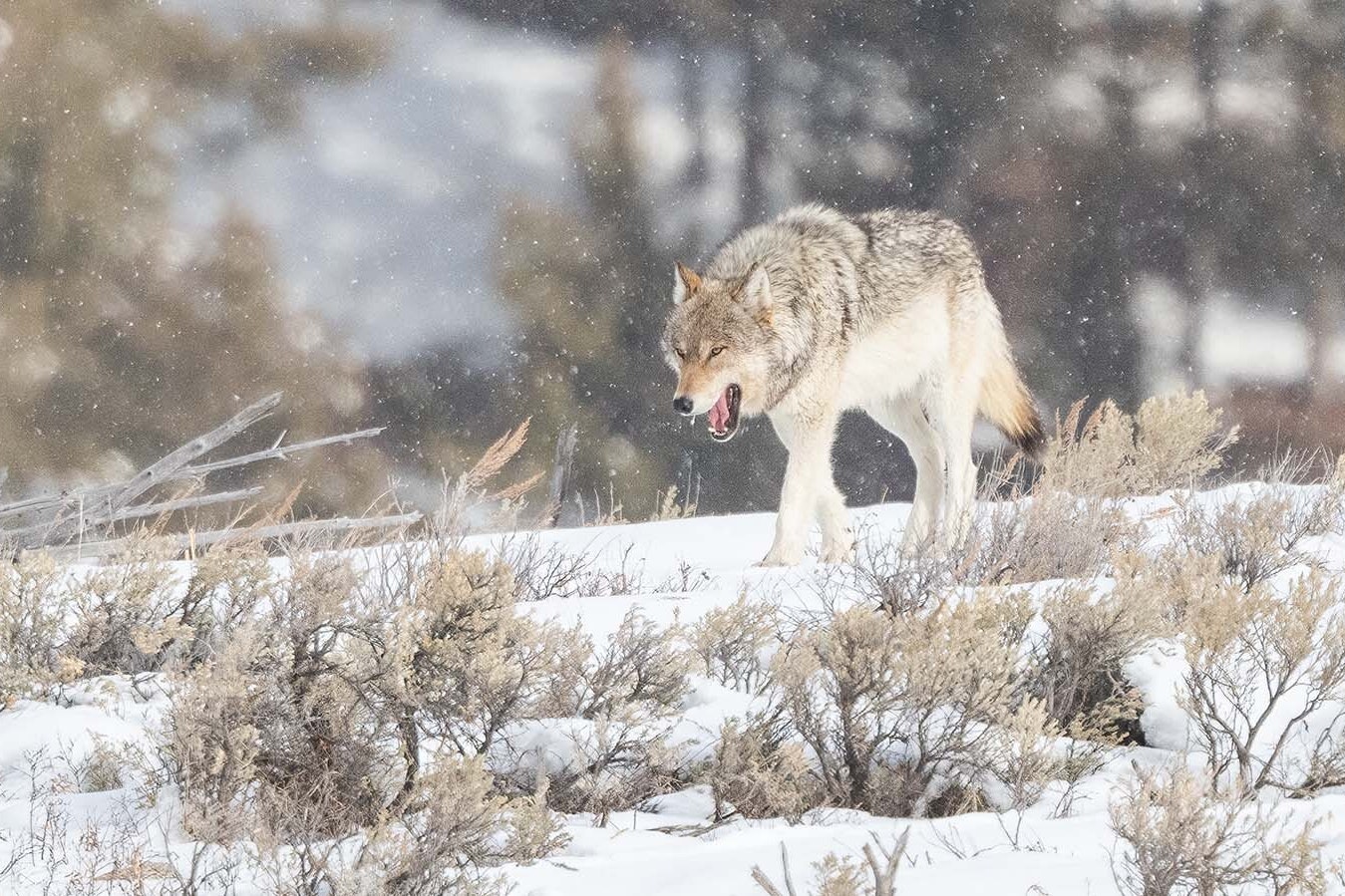 Wyoming wolf 2 26 24