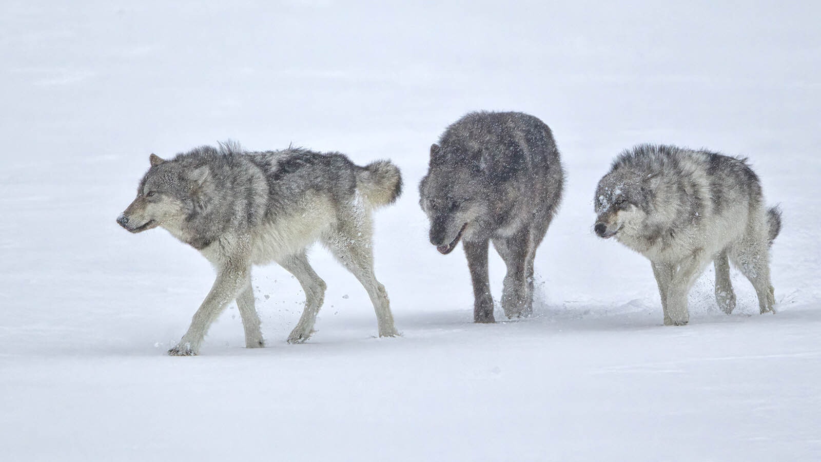 Wyoming wolf pack Getty