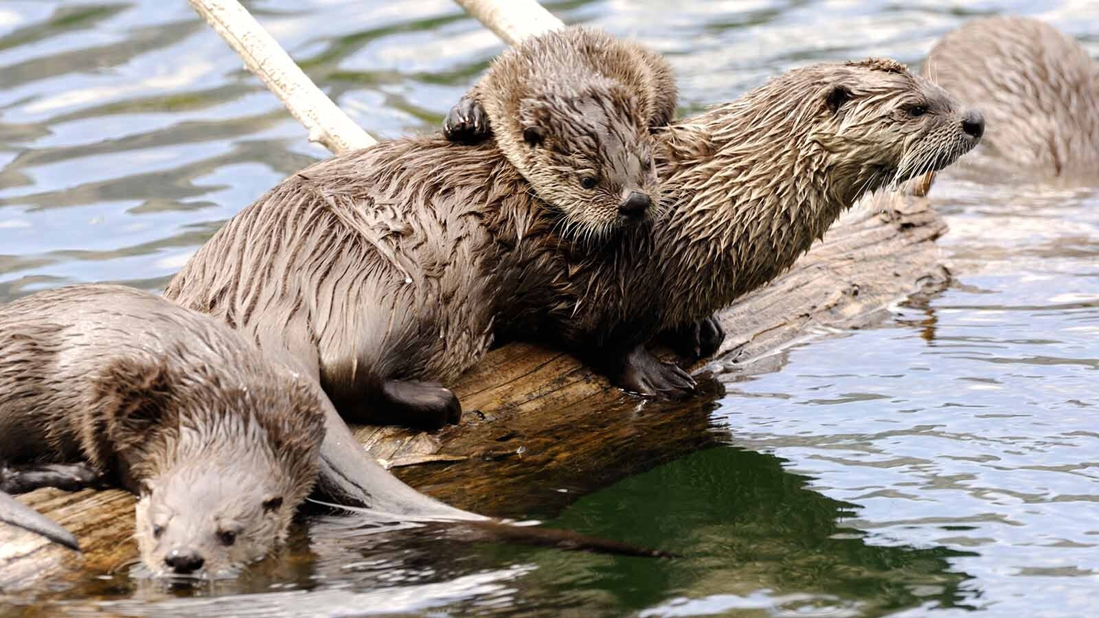 A proposed change in Wyoming Game and Fish regulations would let trappers off the hook for “unintentionally” killing otters. But they’d have to surrender the otters’ carcasses to Game and Fish.