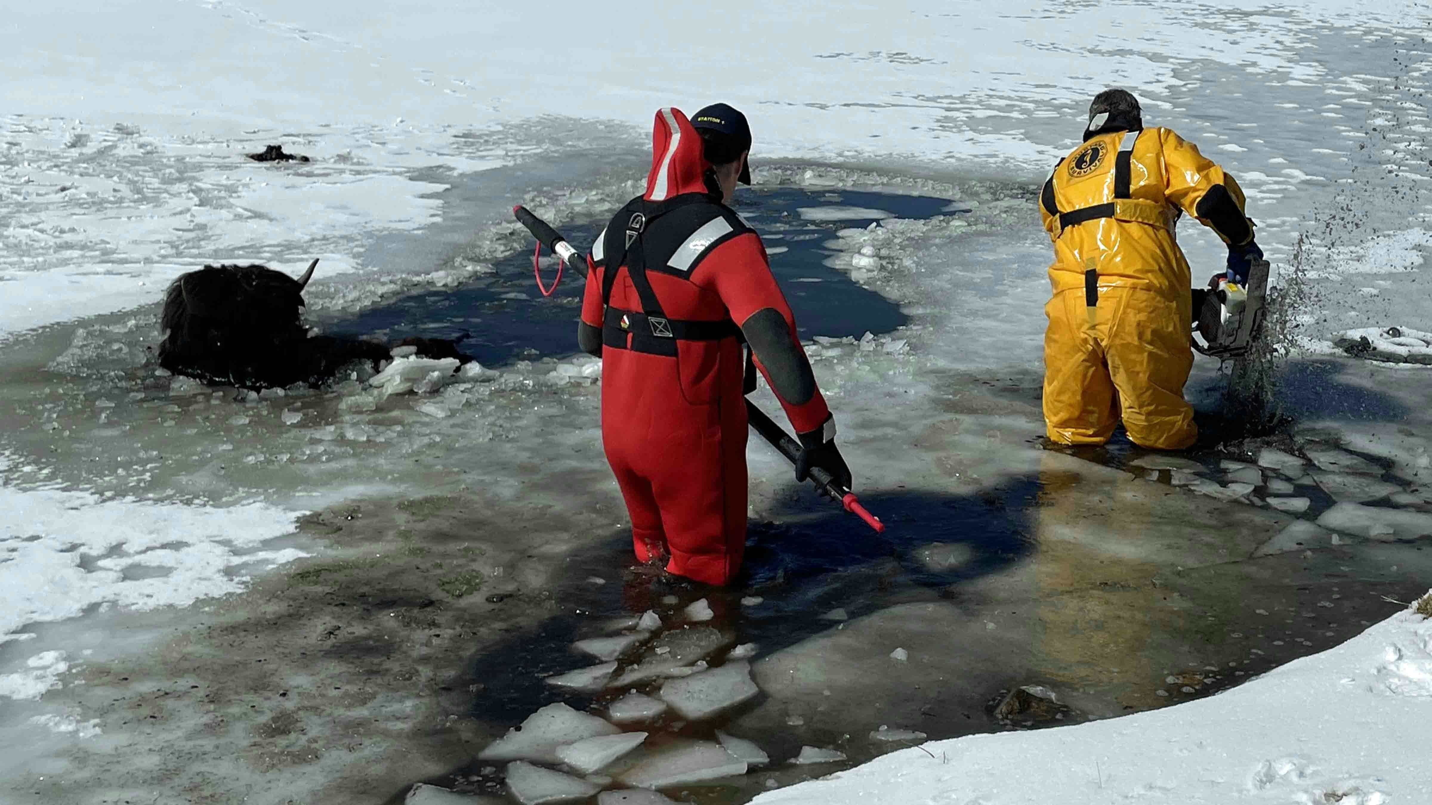 Evergreen Fire Rescue thought they were rescuing a bison calf from a frozen pond outside Evergreen, Colorado, on March 5, 2025. But the victim was actually a yak that needed a 10-foot path back to shore.