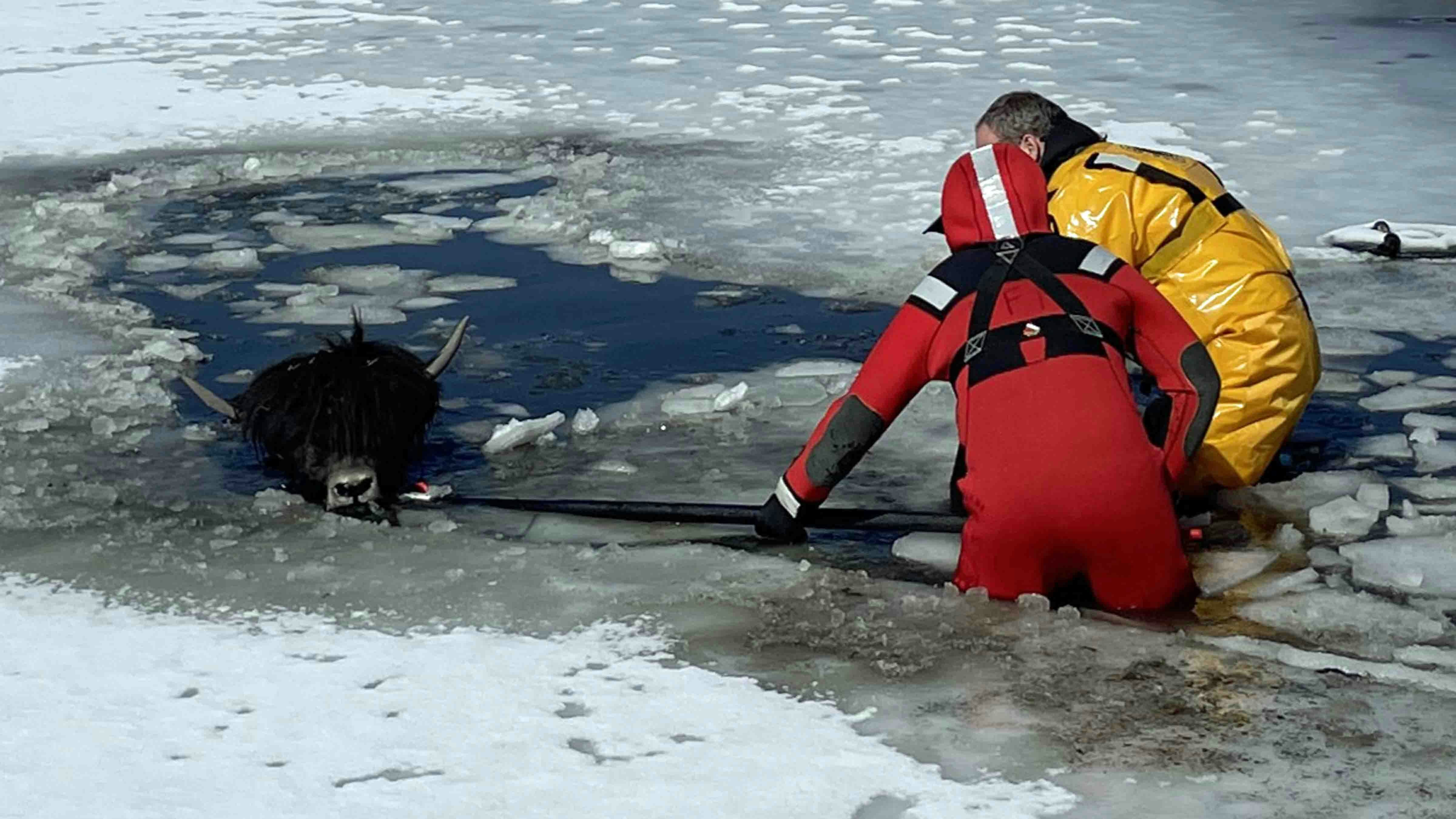 Evergreen Fire Rescue thought they were rescuing a bison calf from a frozen pond outside Evergreen, Colorado, on March 5, 2025. But the victim was actually a yak that needed a 10-foot path back to shore.