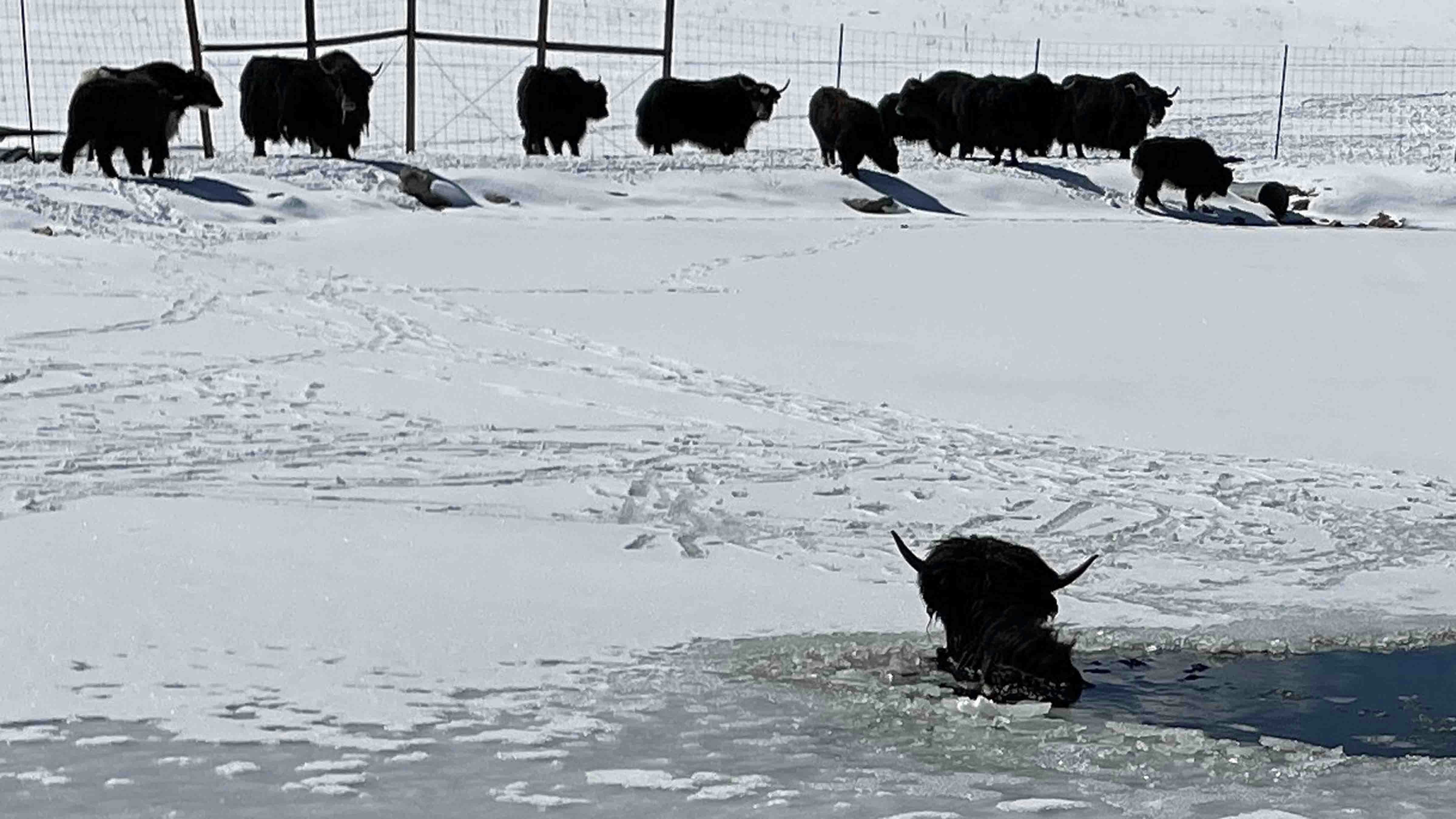 Evergreen Fire Rescue thought they were rescuing a bison calf from a frozen pond outside Evergreen, Colorado, on March 5, 2025. But the victim was actually a yak that needed a 10-foot path back to shore.