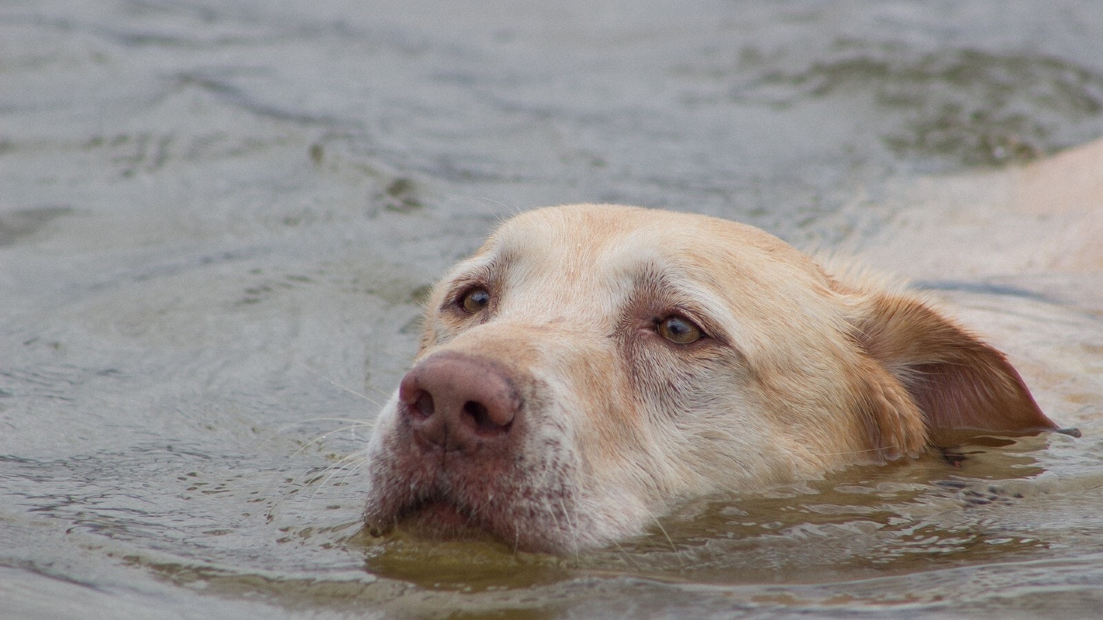 Yellow lab in water