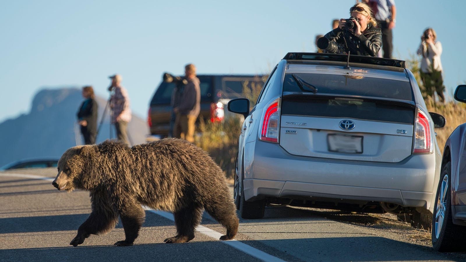 Many wildlife experts and advocates say you can’t put a price on Yellowstone’s famous grizzly bears, that they’re “priceless.” A new study says they’re actually worth about $50,000 each a year to the park.