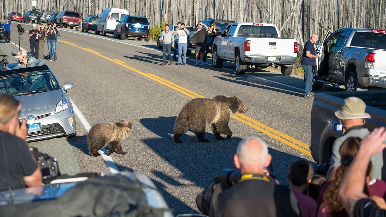 Many wildlife experts and advocates say you can’t put a price on Yellowstone’s famous grizzly bears, that they’re “priceless.” A new study says they’re actually worth about $50,000 each a year to the park.