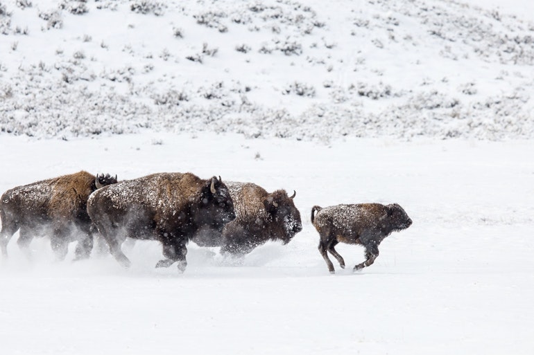 Yellowstone bison 4 5 23