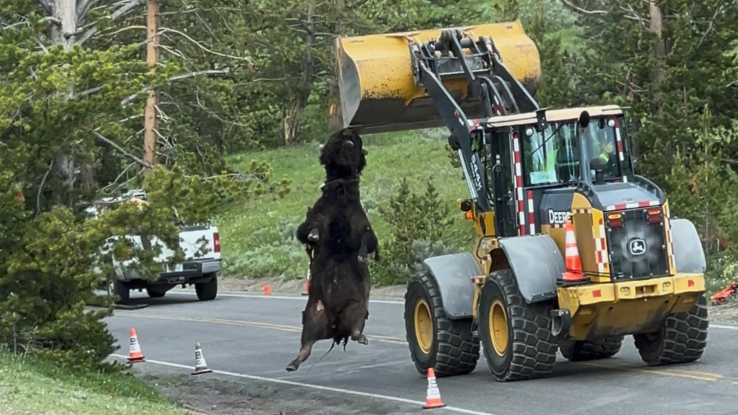 Yellowstone rangers used a front-end loader and creativity to get a 2,000-pound bison carcass away from a busy road near Canyon Village on Friday. Wildlife photographer April Mead said a grizzly was circling the area determined to have the roadkill for breakfast.