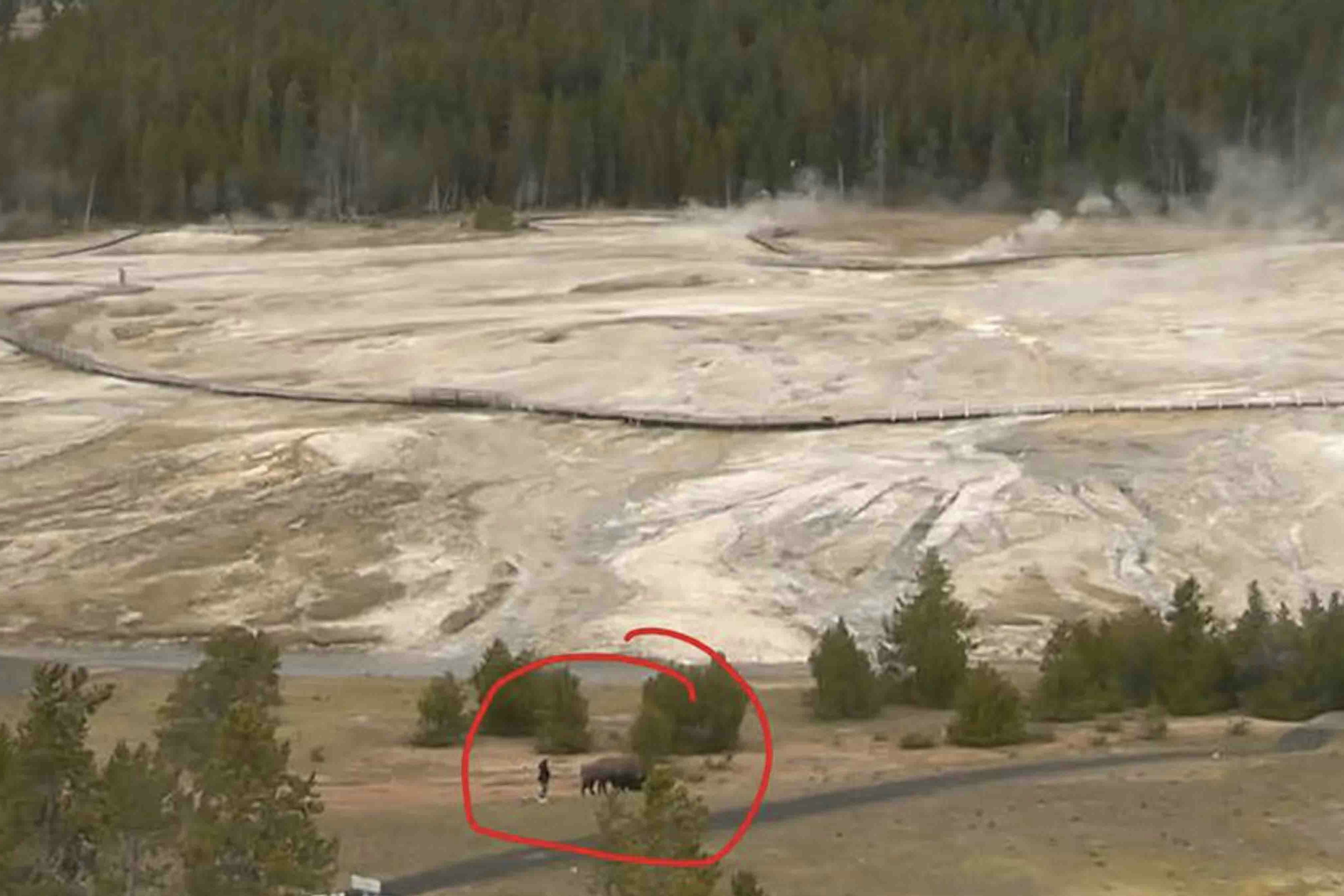Still image from National Park Service web cam shows a tourist get within arm's reach of a large bison in Yellowstone.