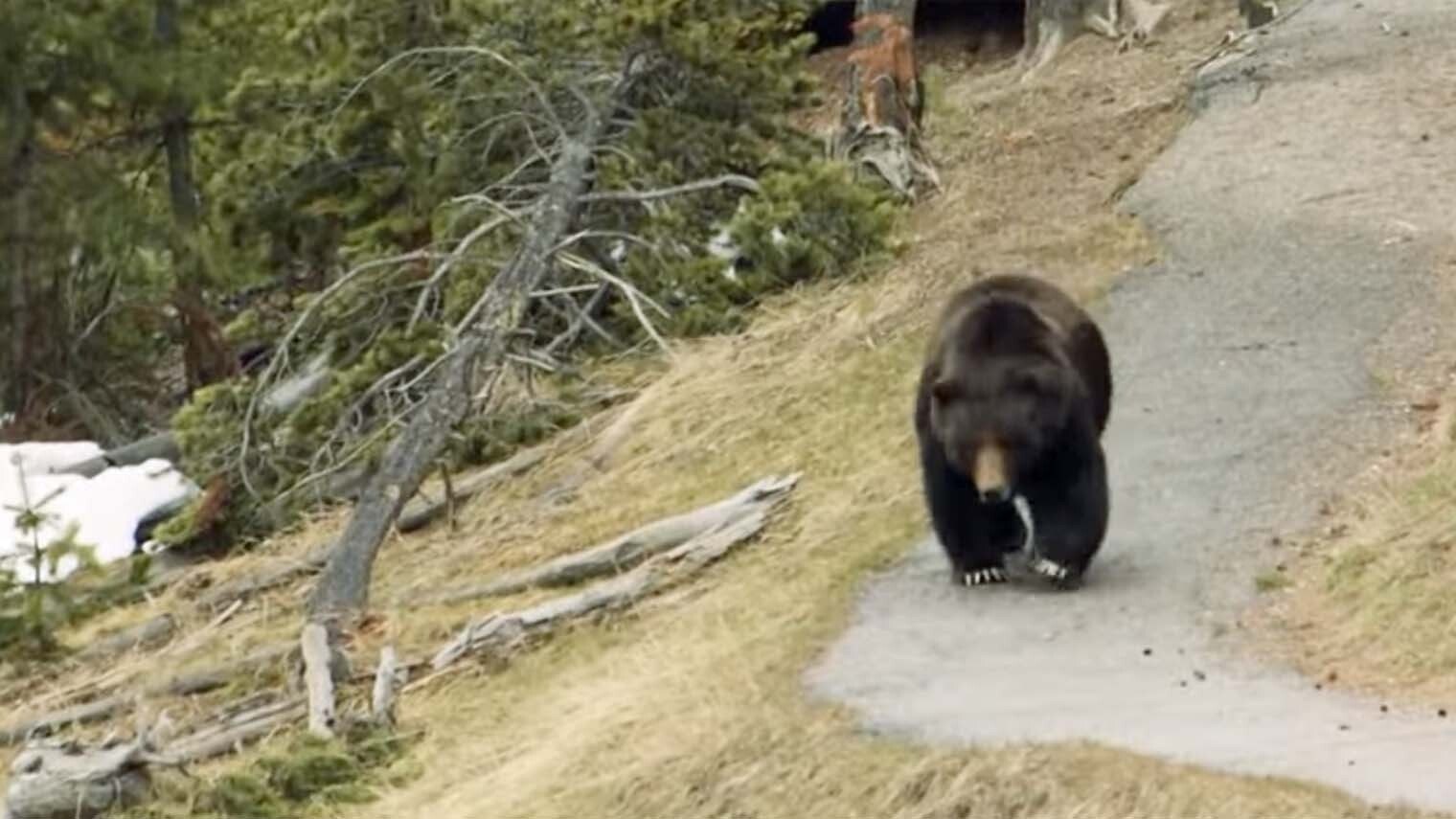 Yellowstone first bear