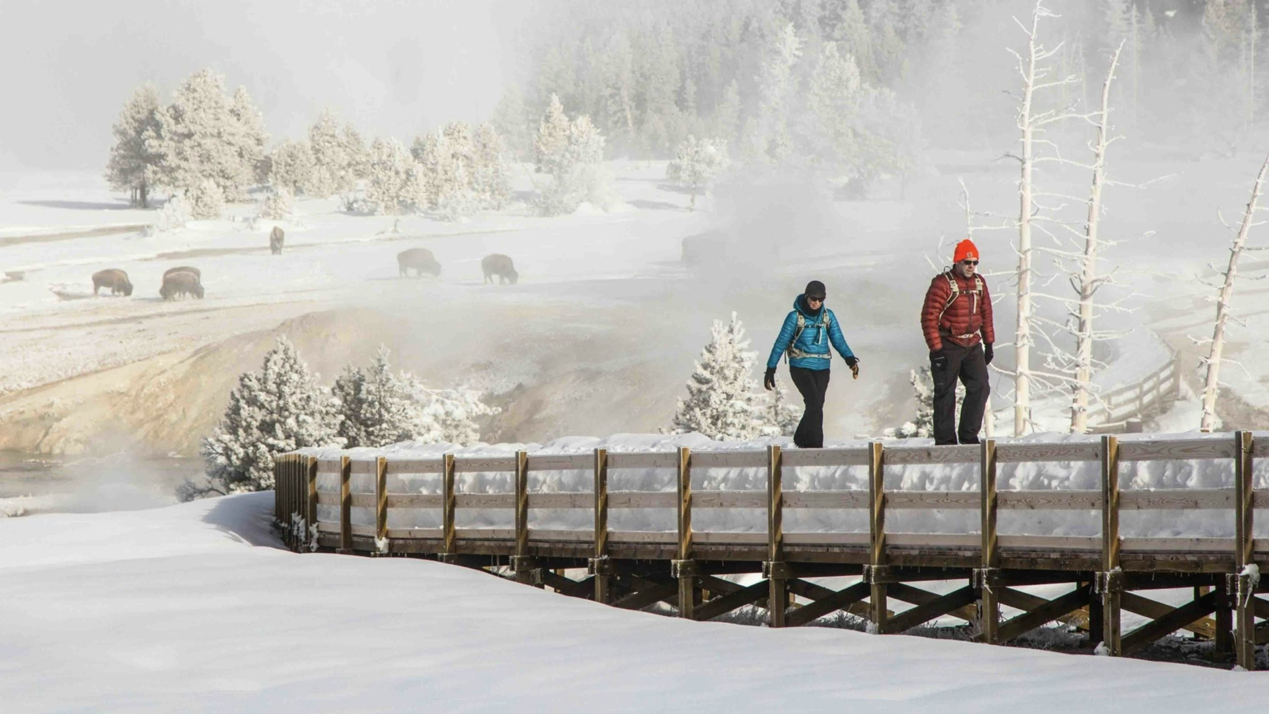 Yellowstone in winter 2 28 22 scaled