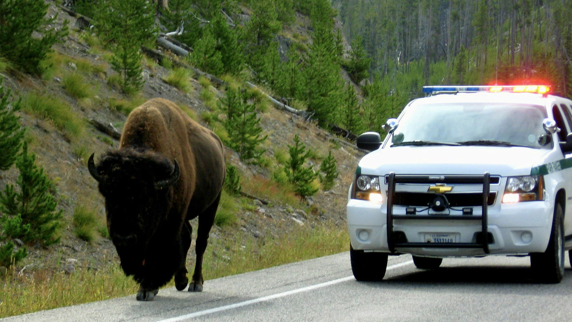 Yellowstone police